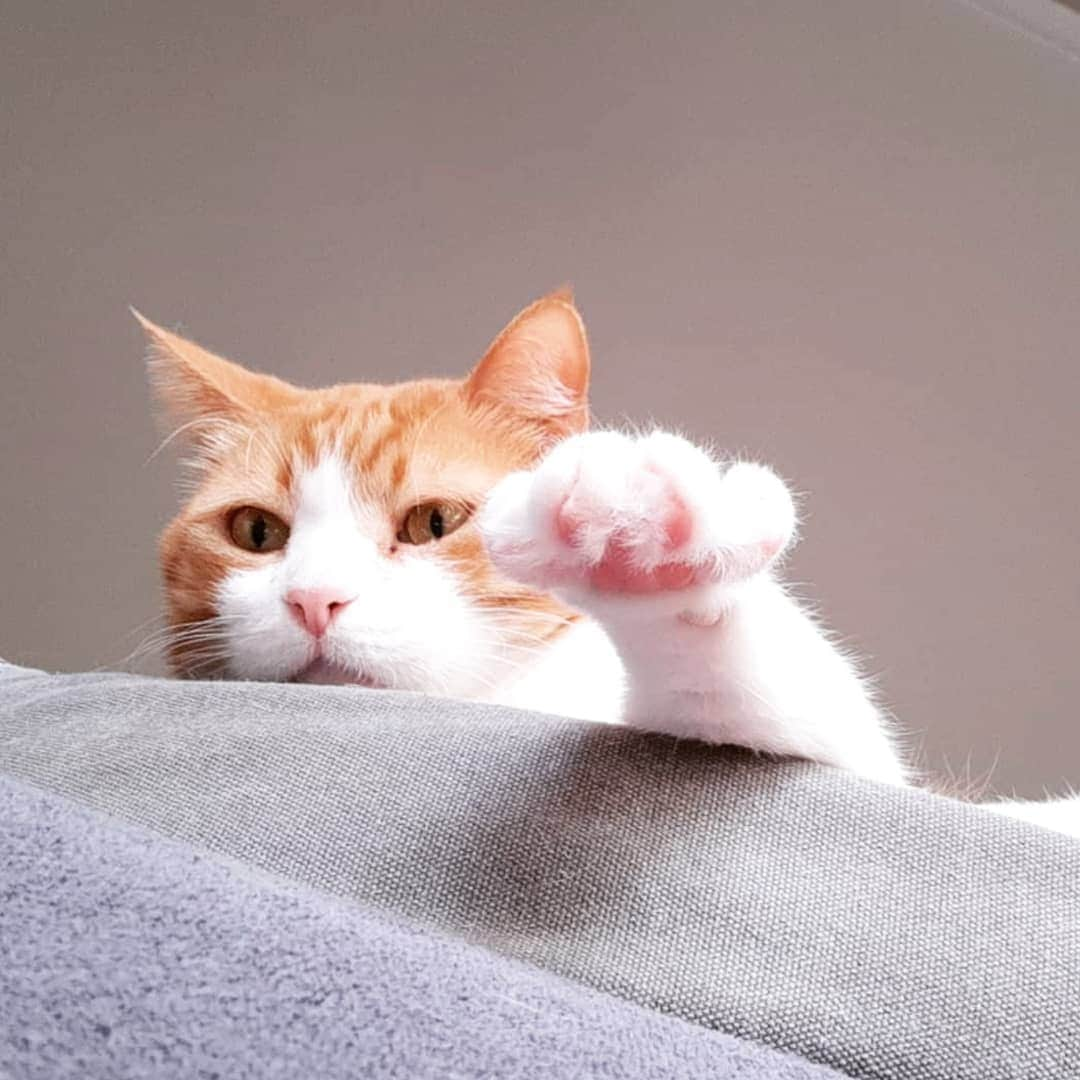 CatStockerさんのインスタグラム写真 - (CatStockerInstagram)「Hello! #catstocker is here!  Follow our FURRriend @roulitasnow_the_catlady  Scroll right for more pictures 👉 . . . . . #cat #neko #mačka #chat #kočka #котка #kot #кіт #mače #кошка #кот #katze #gato #gatto #kissa #kattunge #猫 #고양이 #貓 #kedi #köttur  #子猫 #חתול #кішка #gatinho #котенок #子猫 #gatito #kitten」9月3日 2時48分 - catstocker