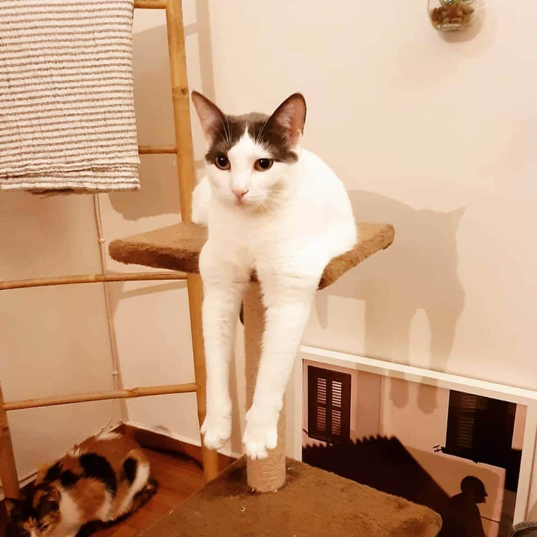 CatStockerさんのインスタグラム写真 - (CatStockerInstagram)「Hello! #catstocker is here!  Follow our FURRriend @roulitasnow_the_catlady  Scroll right for more pictures 👉 . . . . . #cat #neko #mačka #chat #kočka #котка #kot #кіт #mače #кошка #кот #katze #gato #gatto #kissa #kattunge #猫 #고양이 #貓 #kedi #köttur  #子猫 #חתול #кішка #gatinho #котенок #子猫 #gatito #kitten」9月3日 2時48分 - catstocker