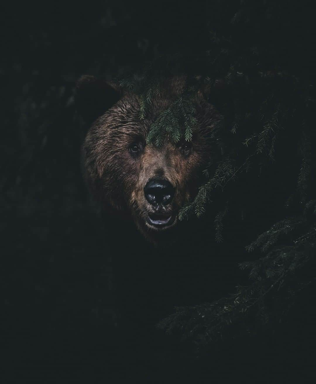 Discoveryさんのインスタグラム写真 - (DiscoveryInstagram)「“Wondering if the photographer can see me now…. 🌲🐻” 📸+ caption by Stian Norum Herlofsen (@stiannorum) . . . . #adventure #travel #nature #photography #landscape #love #photooftheday #explore #sky #wanderlust #naturephotography #instagood #sea #beautiful #picoftheday #Finland #laborday #bear #forest」9月3日 2時59分 - discovery