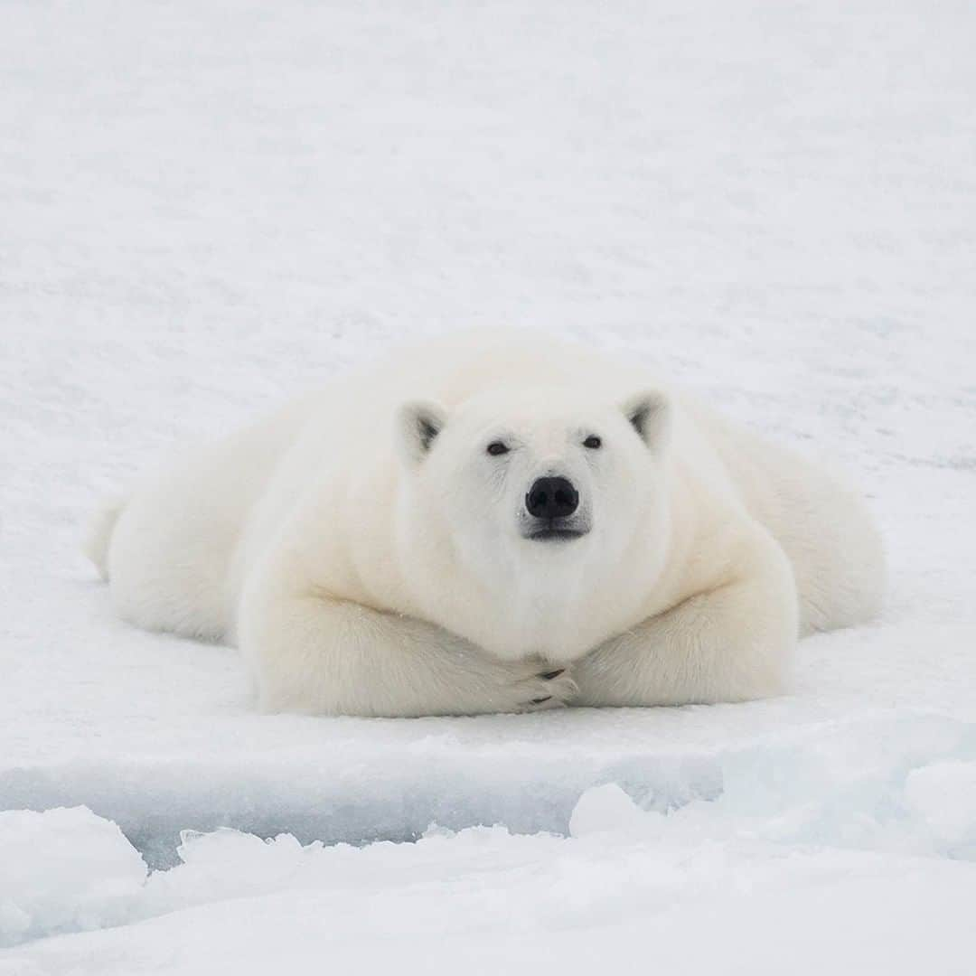 National Geographic Travelさんのインスタグラム写真 - (National Geographic TravelInstagram)「Photo by @DaisyGilardini | A young polar bear patiently waits along the ice edge in Svalbard. Bears can stay put without moving a single muscle for hours, waiting for a seal to pop up. I learned a very important lesson as a wildlife photographer from spending time in the field with bears: patience and perseverance always pay off. Follow me @DaisyGilardini for more images and stories behind the scene. #polarbear #arctic #Svalbard #climatechange」9月3日 13時01分 - natgeotravel