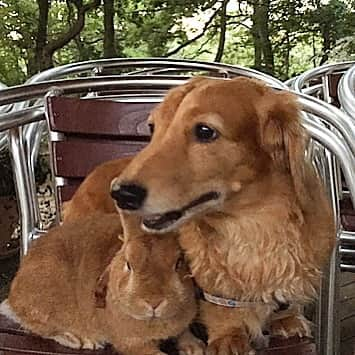 Chieko Shibutaさんのインスタグラム写真 - (Chieko ShibutaInstagram)「たろー🐶&うじゃこ🐰地方☁️ 涼しい あさんぽ🌱 パラパラ☂️ プチ 雨宿り 久しぶりの公園 誰もいない  たろー！ セミさんは 元気だね🎶🐰✨ 💕✨🐶🍀🐰✨💕 #dachshund #dachshunds #dachshundlove #dog #dogs #doglove #instadog #instagram #instagood #pet #pets #petsagram #cute #cutepe #cutepet #cutedog #cuteanimals #likes #09076999576 happy #smile #rabbit #ラビット #ミニュチュア #ミニュチュアダックス  #ミニュチュアダックスフント #うさぎ部 #うさぎ #ダックス #ダックスフンドロングヘアー#ねざーらんどわーふ」9月3日 14時03分 - chieko.81