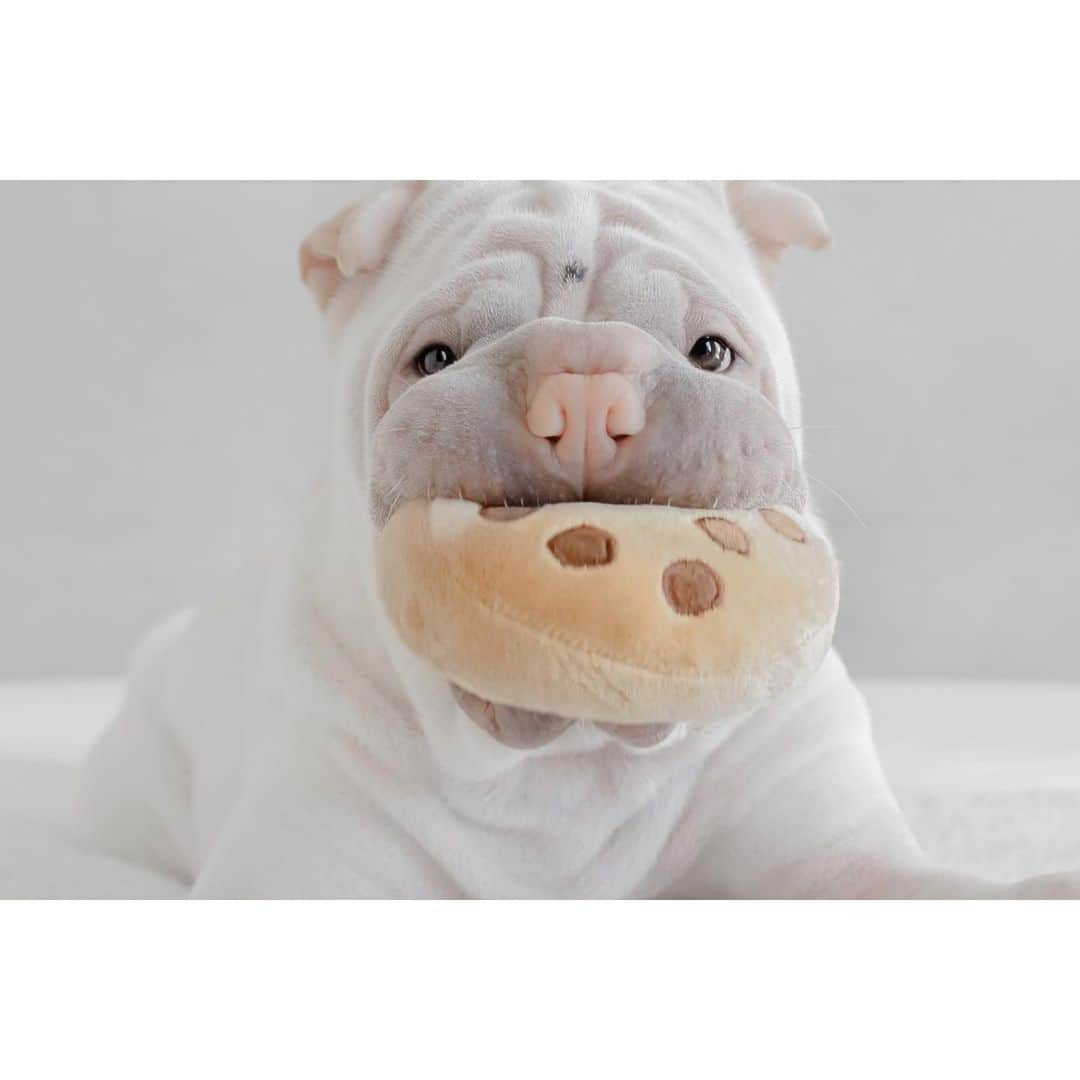 annie&pADdinGtoNさんのインスタグラム写真 - (annie&pADdinGtoNInstagram)「C 🍪 🍪 k i e #nomnomnom #newtoy #happyboy #lambington #sharpei #sharpeisofinstagram #love #instagood #weeklyfluff #dog #dogs #doggo #barked #dogsofinstagram #wrinkles #peteralexander #iloveyoutothemoonandback」9月3日 14時06分 - anniepaddington