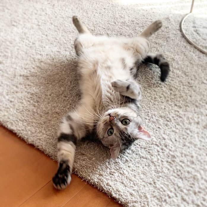 Alain アランさんのインスタグラム写真 - (Alain アランInstagram)「Good morning! Bonjour! Mom: Whoever wants to play, please raise your hand. Alain: Me! Yes! * おはようございますにゃん! ママ: 遊びたい人は手を挙げてください。 アラン: 僕です！はいっ！ * #ヘソ天#腹芸の貴公子  #catstagram #cat_features  #topcatphoto #cutepetclub #catsofinstagram #ig_catclub #cats_of_world #meowsandwoofs #meowvswoof#nc_cuties #excellent_cats #catstocker  #bestmeow #magnificenteowdels#bestcats_oftheworld#INSTACAT_MEOWS #peco #animalsco#mofmo#igersjp#みんねこ#ふわもこ部#アメショー#ビューティープロコンテスト @beautypro_contest #lovelycatonline#ずっと一緒にいようにゃん」9月3日 5時32分 - alain_cat