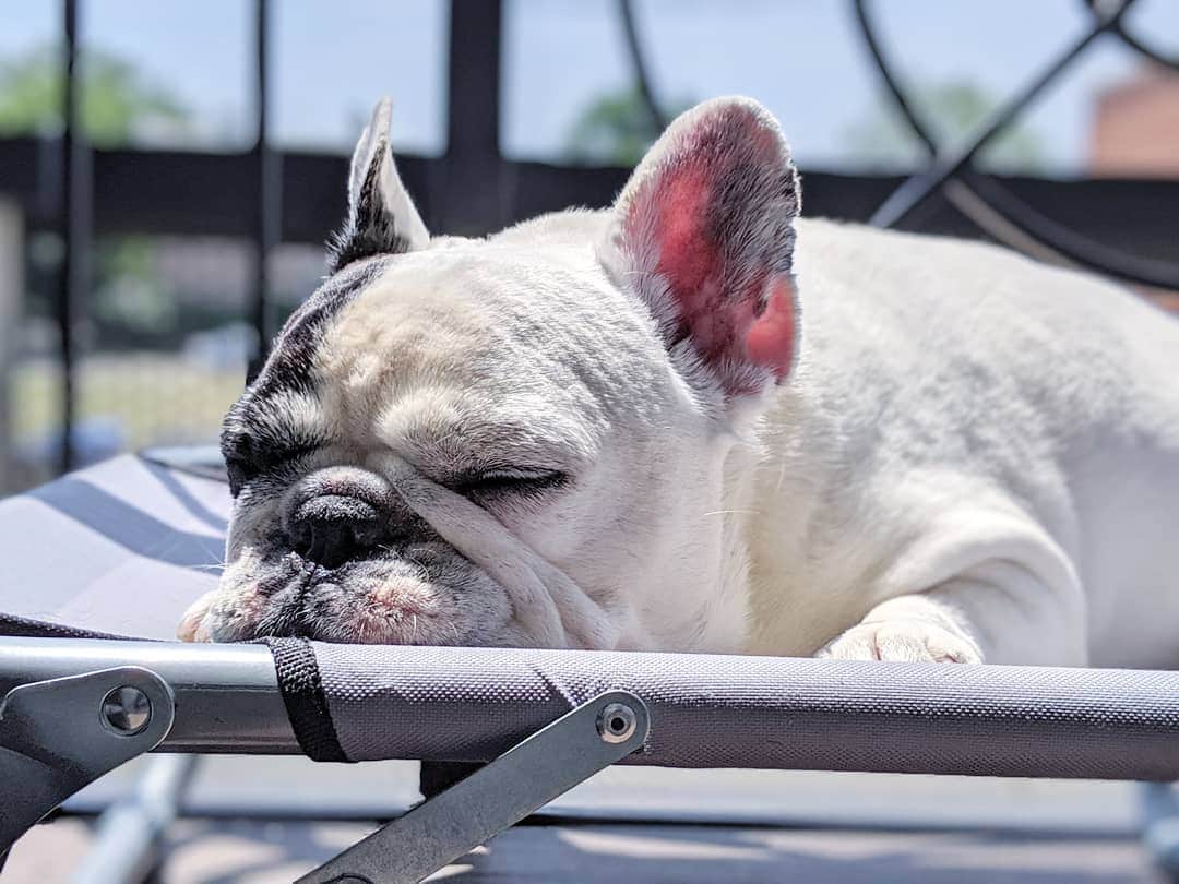 Manny The Frenchieのインスタグラム：「Soaking up the last few weeks of summer! 🌞🌇😎 #laborday」