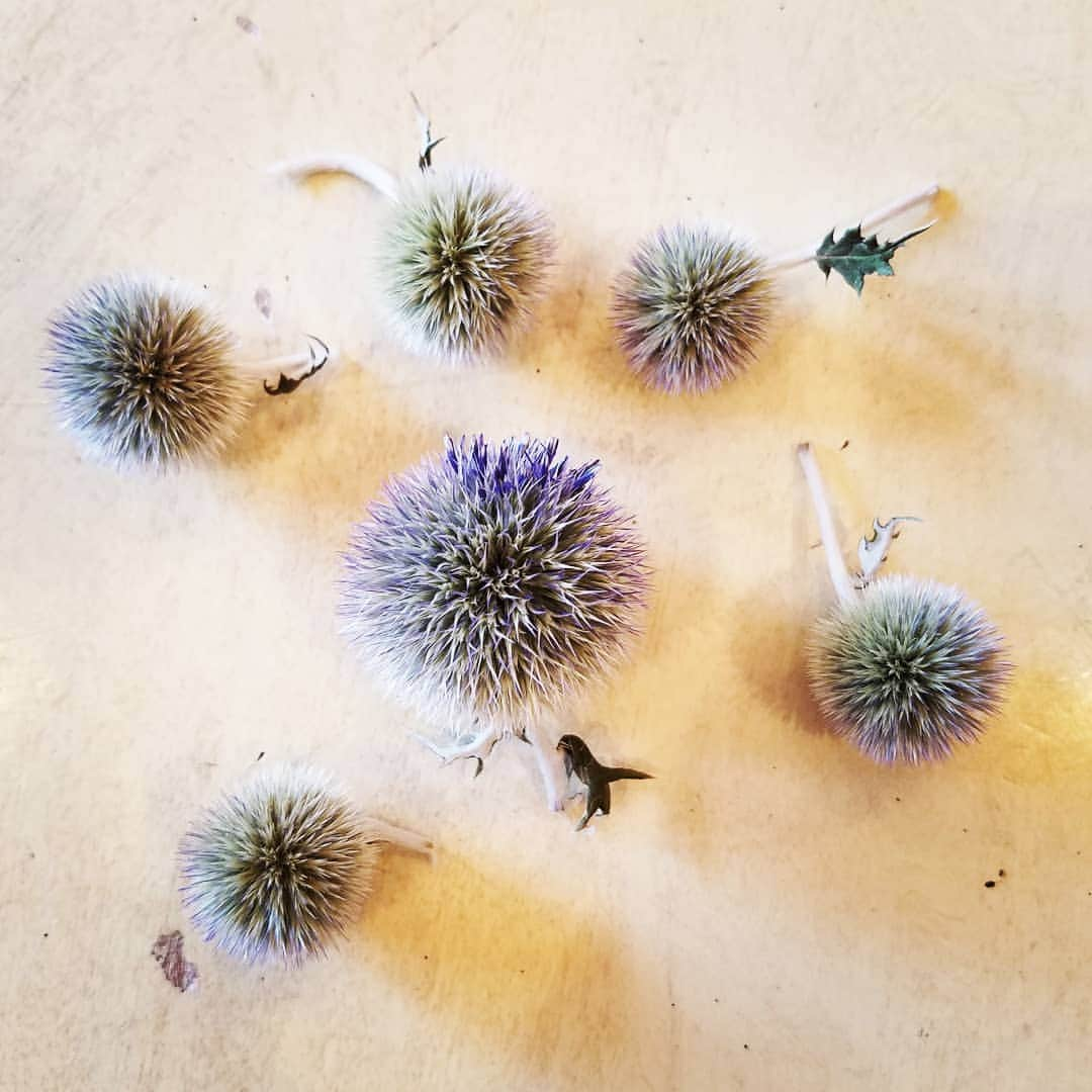 ガソリングラマーさんのインスタグラム写真 - (ガソリングラマーInstagram)「BUNNY ASSASSINS KILLED THE PLANT I GOT THE GLOBES 😏🙄😶😑😐🤨🤔 ECHINOPS PLATINUM BLUE GLOBE THISTLE #FULLBLOOM #GASOLINEGARDEN #ILOVEGARDENS #GARDENSRULE #GARDENCHURCH #GARDENPARTY #GARDENMAGIC #AVANTGARDEN #GARDENS #GARDENGANGSTER #garden #gardenlife #GARDENER #gardentime #GARDENING #FLOWERS #plants #FLOWER #CACTUS #CACTI #SUCCULENTS @gasolineglamour  #GASOLINEGLAMOUR #AYEARINFLOWERS  #ECHINOPS #GLOBETHISTLE #shadowhills  #THANKYOU #BLUESTONEPERENNIALS  Echinops is a genus of about 120 species of flowering plants in the daisy family Asteraceae, commonly known as globe thistles. They have spiny foliage and produce blue or white spherical flower heads. They are native to Europe, east to central Asia, and south to the mountains of tropical Africa.  Scientific name: Echinops  Order: Asterales  Rank: Genus  Higher classification: Echinopsinae  Tribe: Cynareae  Family: Asteraceae」9月3日 6時48分 - gasolineglamour