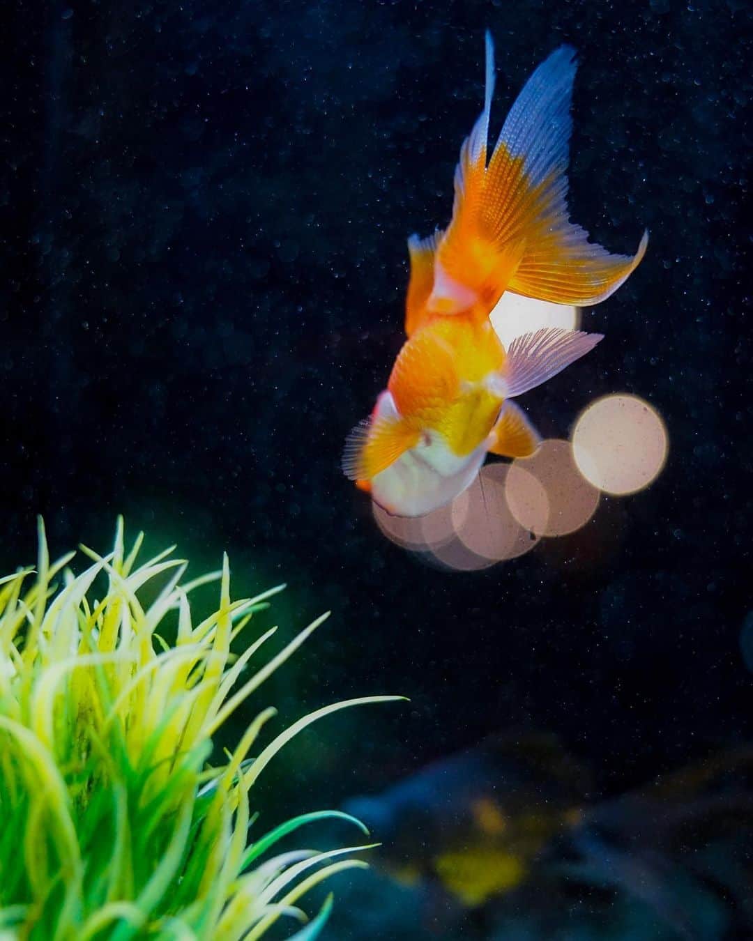 のインスタグラム：「. To the light . . 金魚の街 大和郡山市 静かなる夜の紺屋町 金魚水槽の金魚 光に向かって泳ぐ姿を 誰もいない街中で金魚達は元気に泳いでいました。 . . Town of a goldfish Yamatokoriyama-City. Konkemachi at quiet night. The goldfish water tank which is a light up. Goldfish downtown where no one has were being swum vigorously.」