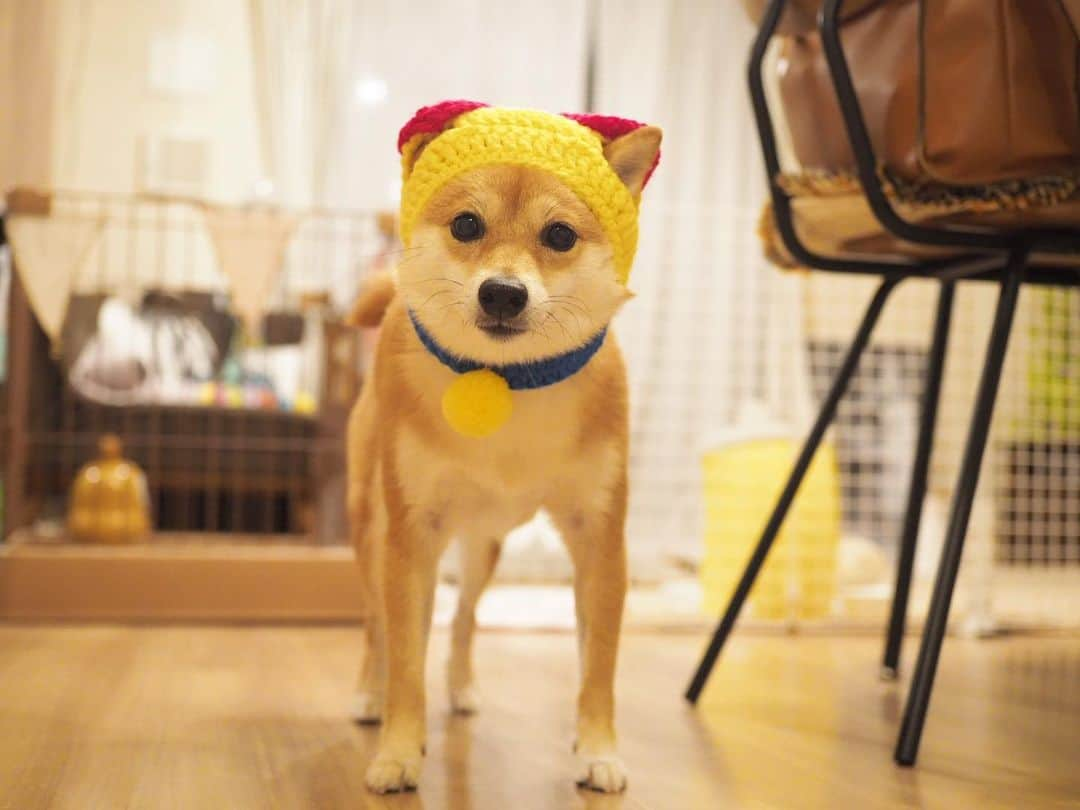 豆柴にこちゃんさんのインスタグラム写真 - (豆柴にこちゃんInstagram)「🐶 おはよー モーニング ニコミ。 . 水球選手みたいだねー🤽‍♂️ ラスト2枚はポテえもん @mameshiba_potechi とのツーショット🐭🐹 . #未来の世界の犬型ロボット . #柴犬#豆柴#pecoいぬ部#犬#わんこ#犬#ここ柴部#shibainu#dog#mameshiba#pecotv#dog#いぬのきもち部#しばいぬ#しばけん#こいぬ#シバイヌ#いぬ#イヌ#赤柴#マメシバ#ペット#日本犬#子犬#puppy#doggo#pet#시바견#강아지#개」9月3日 7時11分 - nikochan.mame48