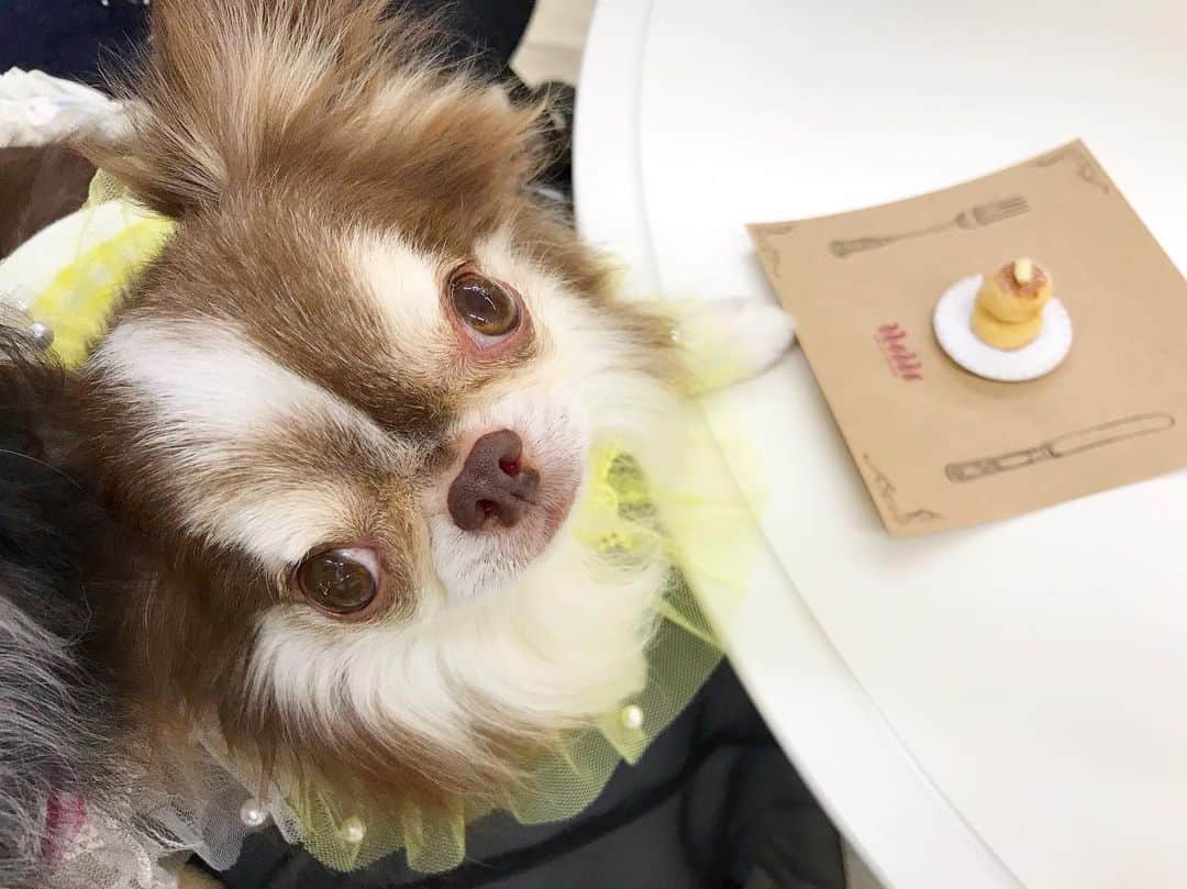 kayoのインスタグラム：「* * おはようございます☀️ * * ボクの朝ごはんは パンケーキです😋🥞✨ * * Lychee💗 * * #ミニパンケーキ * #chihuahua#chihuahualove#dogstgram#dog#instadog#チワワ#チワワ大好き * *」