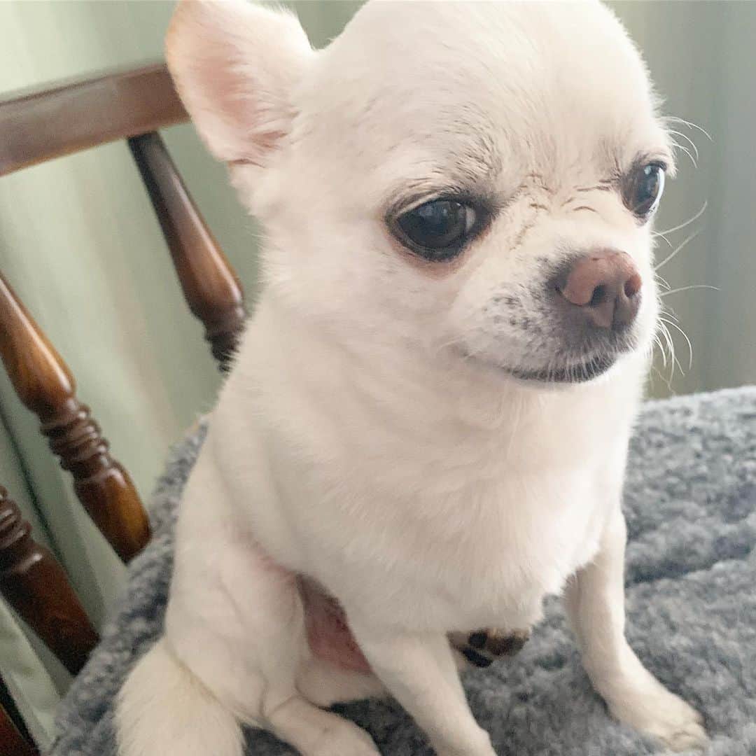 KORIKIのインスタグラム：「おはようございます♪ * #dogofsapporo #dog, #dogs, #dogstagram,#chihuahua,#犬バカ部,#チワワ,#koriki, #hanadog #白スムチ連合会, #スムチー,  #dogofthedayjp, #dogoftheday  #ilovemydog #instadog #instapet #WhiteChihuahua  #吉娃娃 #치와와  #dogsofinstagram #Chihuahualover  #ชิวาวา #チワワの輪 #barkbox #WhiteChihuahuaParty #もふもふモフモフ」