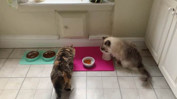 Tinaのインスタグラム：「Dinner time #ASMR」