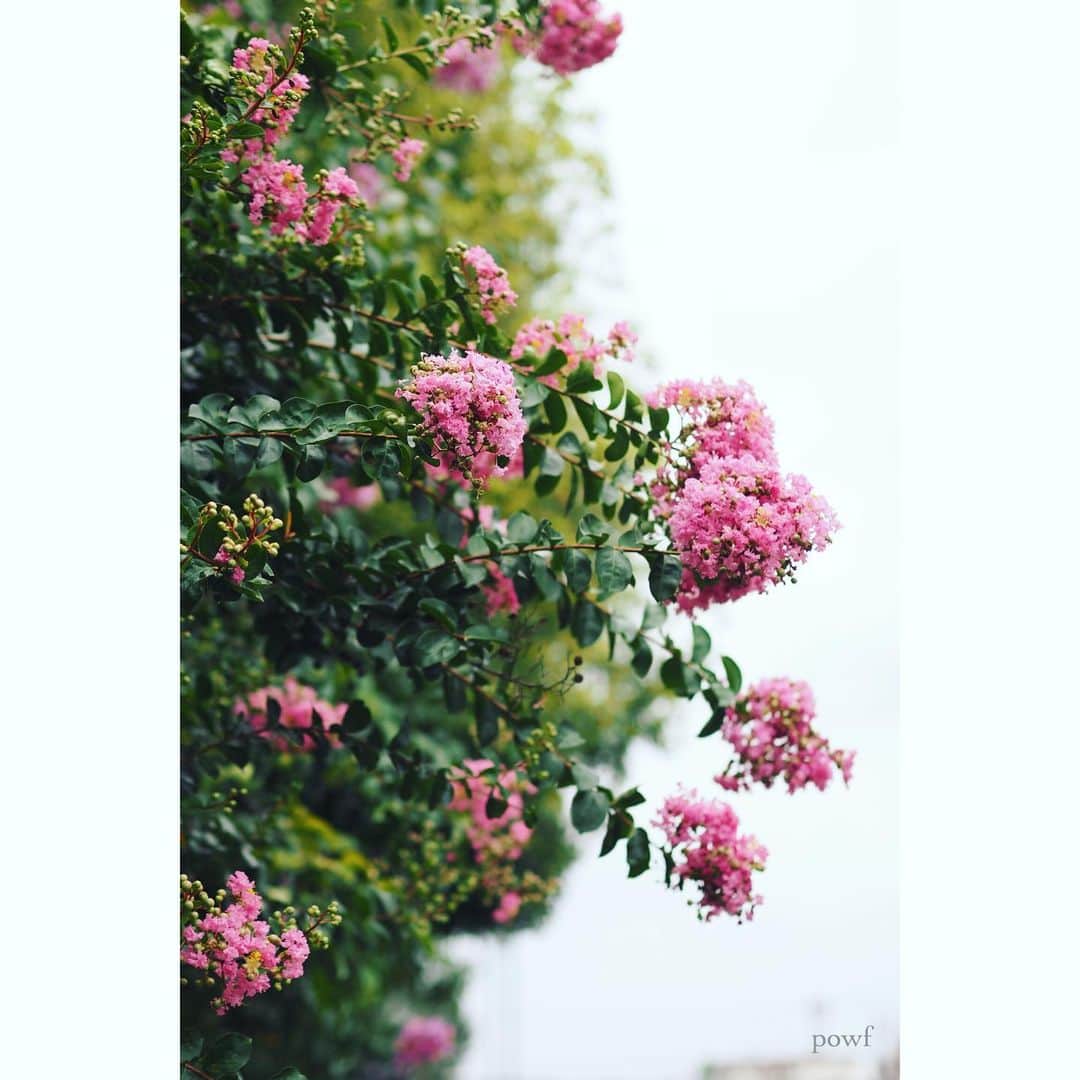anemone_69のインスタグラム：「✤ morning! . . #サルスベリ #百日紅 . . .」