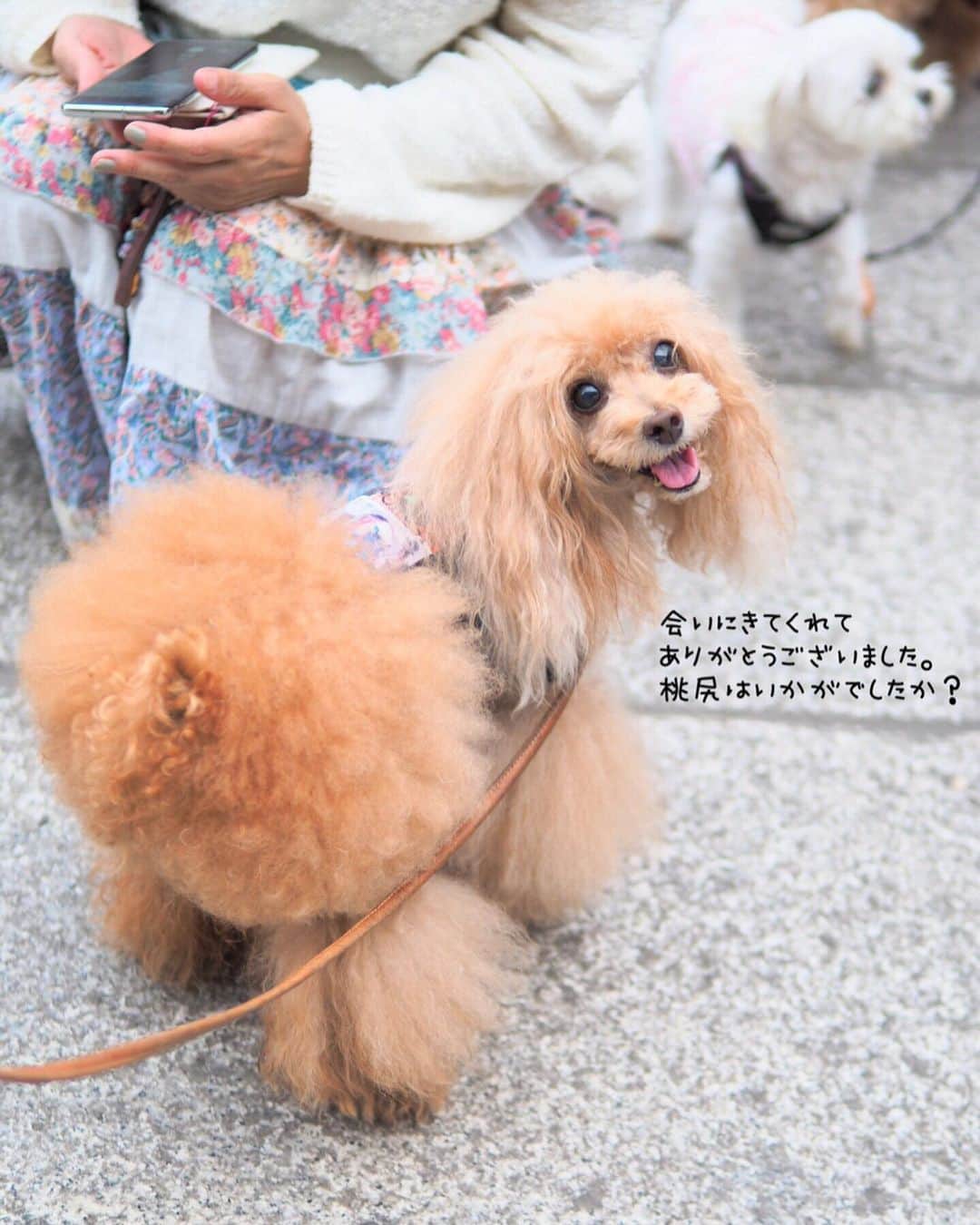 Toypoodle Mikuru?Asakusa Tokyoさんのインスタグラム写真 - (Toypoodle Mikuru?Asakusa TokyoInstagram)「20190903 Tuesday. Good morning! Friends 💓 . 夏休み終了😫 という事で、本日より通常営業となる みくるんと私😩 . そんなドン底感満載の中、関西からみくるんに会いにきてくれたお客さま @soramame.hanamame さん 💖 . 朝早いのに、わざわさ会いに来てくれて ありがとうございました🥰🙏🏻☺️ . ❶ 抱っこしてもろたよ ❷ 桃尻モフモフ ❸ みくるの法則はもう直進ですか？動画 . さぁ 現実生活始まります😭😭😭 . #さよなら夏 #いらっしゃいませ #浅草寺 #toypoodle#poodle#トイプードル#プードル#pressblog #東京トイプードル #cutedog#purapurafamily @i.am.mikuru」9月3日 8時05分 - purapura299