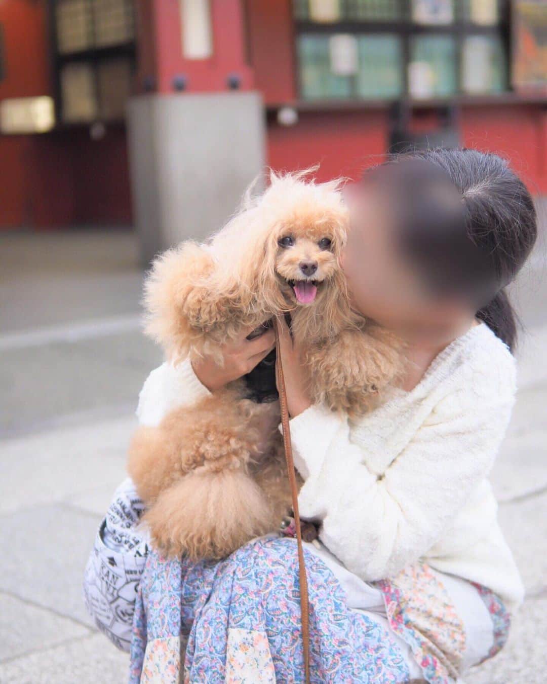Toypoodle Mikuru?Asakusa Tokyoのインスタグラム：「20190903 Tuesday. Good morning! Friends 💓 . 夏休み終了😫 という事で、本日より通常営業となる みくるんと私😩 . そんなドン底感満載の中、関西からみくるんに会いにきてくれたお客さま @soramame.hanamame さん 💖 . 朝早いのに、わざわさ会いに来てくれて ありがとうございました🥰🙏🏻☺️ . ❶ 抱っこしてもろたよ ❷ 桃尻モフモフ ❸ みくるの法則はもう直進ですか？動画 . さぁ 現実生活始まります😭😭😭 . #さよなら夏 #いらっしゃいませ #浅草寺 #toypoodle#poodle#トイプードル#プードル#pressblog #東京トイプードル #cutedog#purapurafamily @i.am.mikuru」