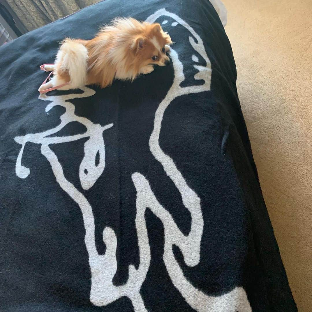 コートニー・ラブさんのインスタグラム写真 - (コートニー・ラブInstagram)「#bell #bigdog#littledog @bella_freud best blanket ever🧸❤️❤️thanks Bella’s」9月3日 8時20分 - courtneylove