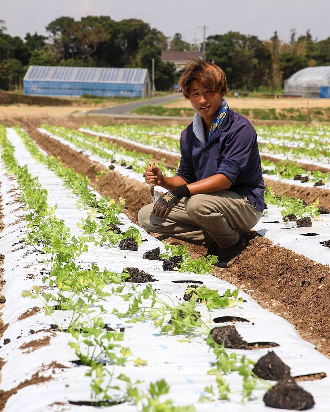 愛知県田原市さんのインスタグラム写真 - (愛知県田原市Instagram)「Cheerful young people!! 若い衆、がんばってます！！ #セルリー#苗植え#昔は苦手だったな#今は浅漬けが好きです#つまみに最高#農家さん#大忙し#働き者#冬野菜 #たはら暮らし *  #渥美半島#田原市#田原#伊良湖岬#伊良湖#赤羽根 #tahara#irago#akabane #サーフィン#surfing#田舎暮らし#日々の暮らし#休日の過ごし方#スローライフ#instagramjaran#igersjp#scenic_jp#菜の花浪漫街道」9月3日 8時35分 - tahara_kurashi