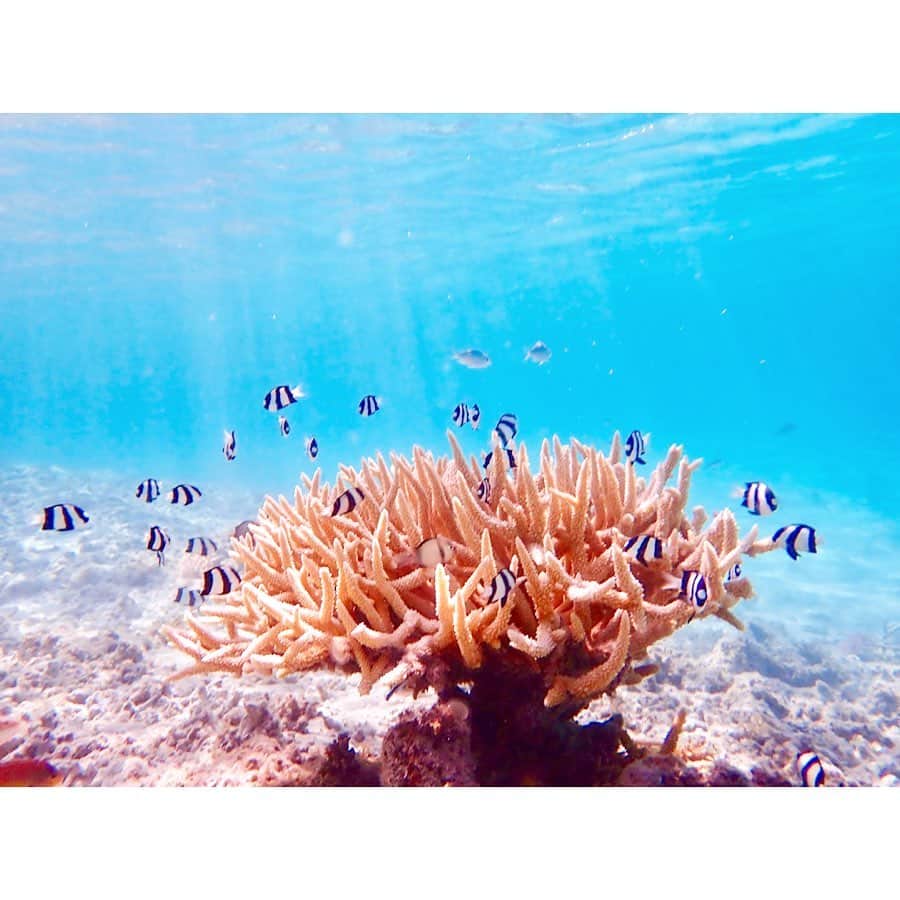 中田奈沙さんのインスタグラム写真 - (中田奈沙Instagram)「A lot of coral reef and tropical fish in Zamami island.🐠 座間味の海は、透明度が高くて 浅い所でもマスクをつけて覗くと 目の前は、熱帯魚とサンゴの世界😍✨ * #奈沙旅 #奈沙旅in座間味 #奈沙旅in沖縄 * * #okinawa #zamami #zamamiisland #coral #coralreef #japan #snorkeling #tropicalfish #beautiful #sea #beach #beachactivities #view #沖縄 #座間味 #座間味島 #サンゴ礁 #サンゴ #熱帯魚 #デバスズメダイ #ミスジリュウキュウスズメダイ #シュノーケリング #海 #ビーチ #慶良間諸島」9月3日 9時44分 - nasa_nakada
