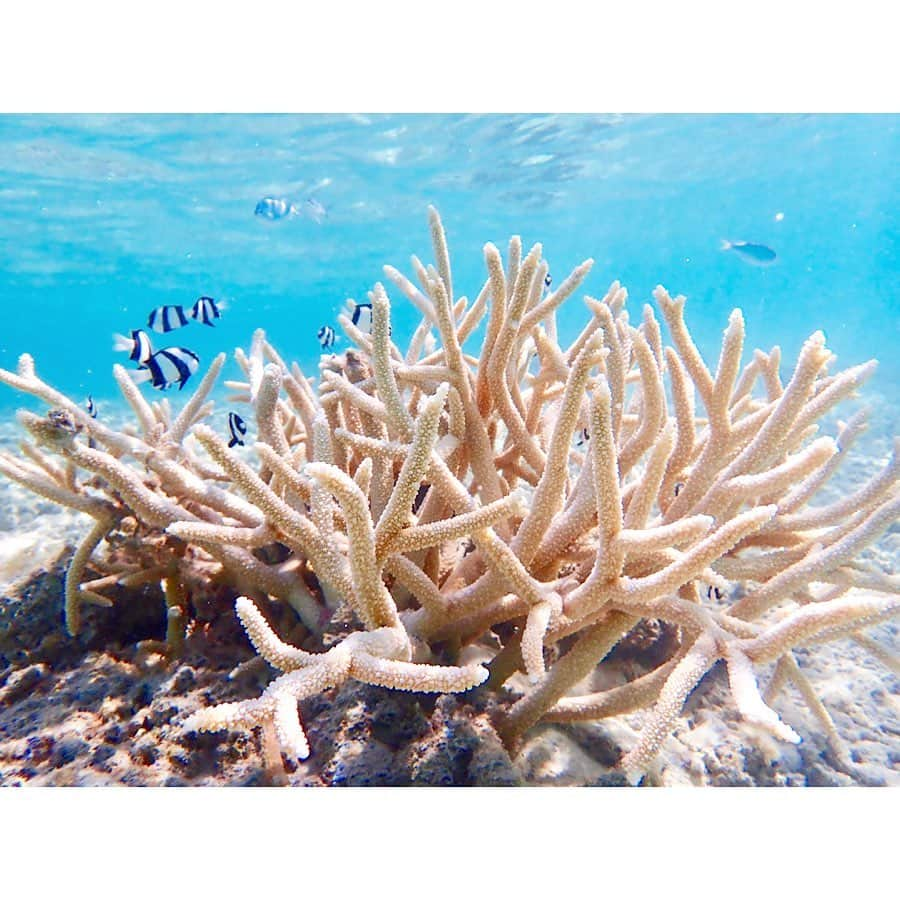 中田奈沙さんのインスタグラム写真 - (中田奈沙Instagram)「A lot of coral reef and tropical fish in Zamami island.🐠 座間味の海は、透明度が高くて 浅い所でもマスクをつけて覗くと 目の前は、熱帯魚とサンゴの世界😍✨ * #奈沙旅 #奈沙旅in座間味 #奈沙旅in沖縄 * * #okinawa #zamami #zamamiisland #coral #coralreef #japan #snorkeling #tropicalfish #beautiful #sea #beach #beachactivities #view #沖縄 #座間味 #座間味島 #サンゴ礁 #サンゴ #熱帯魚 #デバスズメダイ #ミスジリュウキュウスズメダイ #シュノーケリング #海 #ビーチ #慶良間諸島」9月3日 9時44分 - nasa_nakada