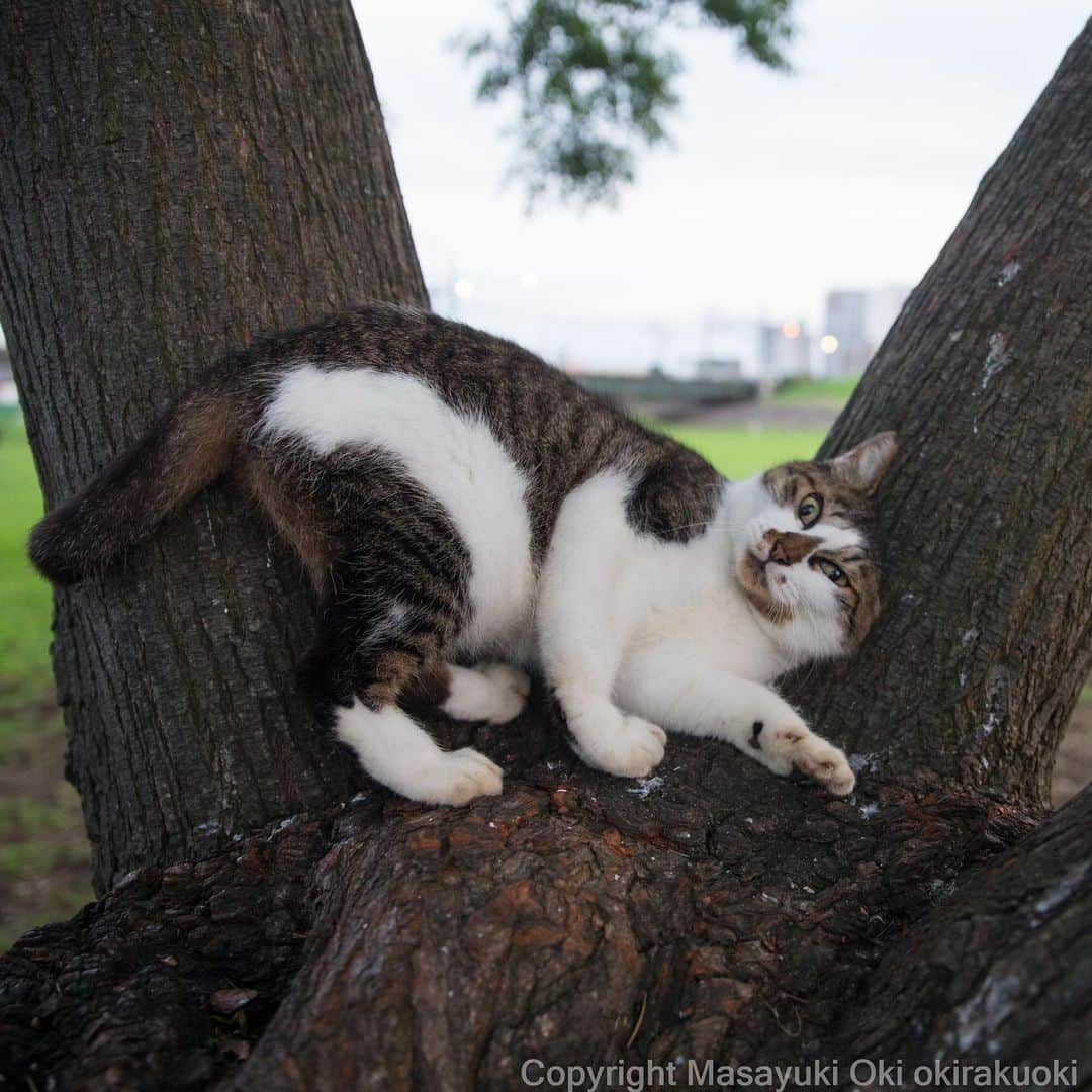 Masayukiさんのインスタグラム写真 - (MasayukiInstagram)「やっぱりここが好き。  おはようございます。 Good morning from Tokyo Japan ☁️ #cat #ねこ」9月3日 10時10分 - okirakuoki