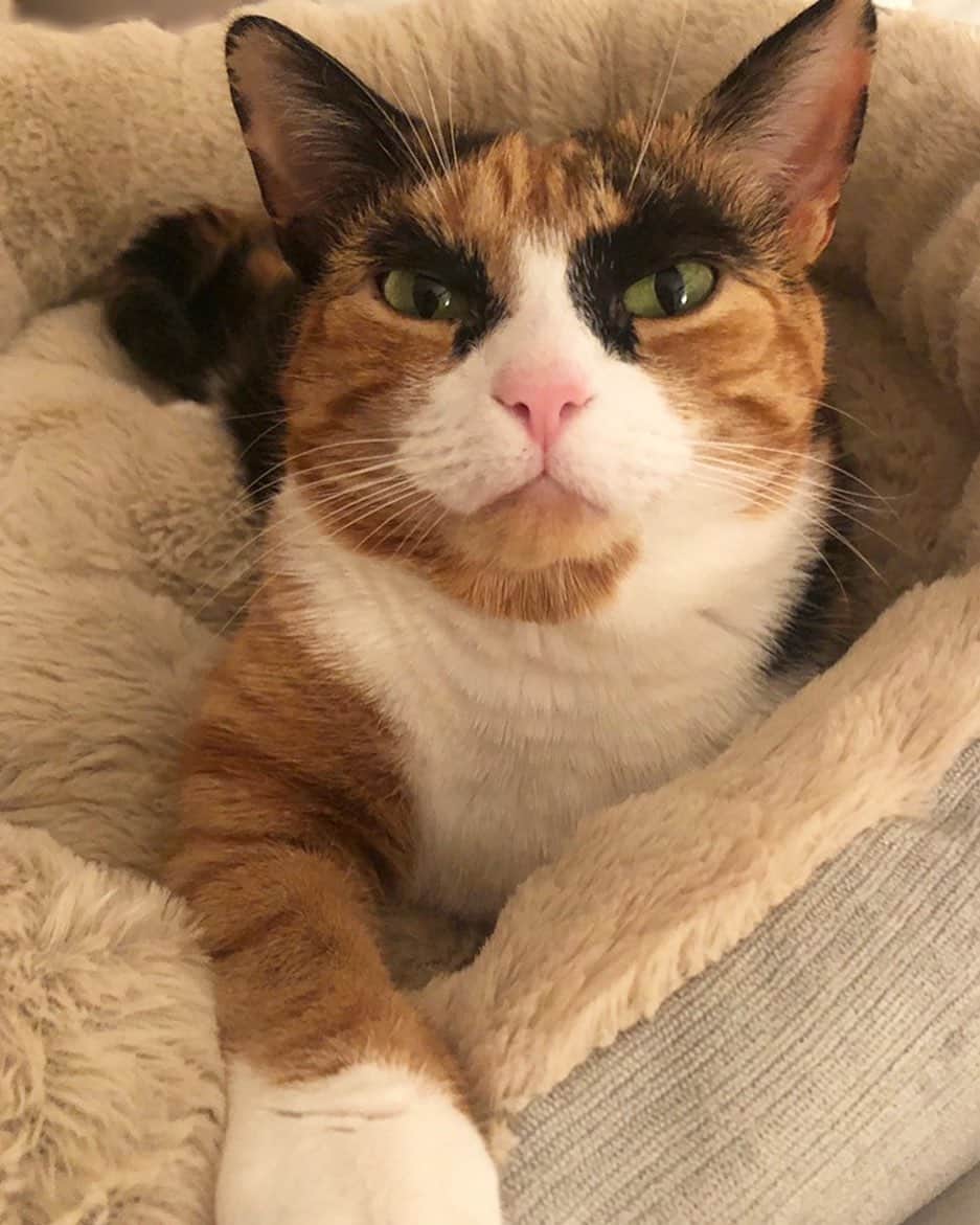 リリーのインスタグラム：「I’ve been waiting for you all weekend. About time you got home!」