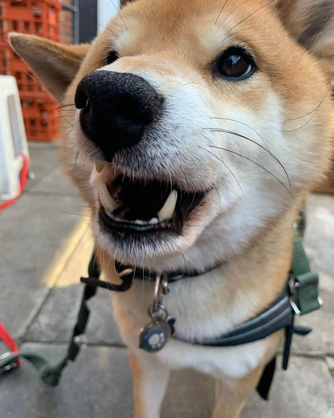 Shibainu Pontaさんのインスタグラム写真 - (Shibainu PontaInstagram)「It’s a beautiful day today in Melbourne❤️❤️ . #柴犬#ぽん太#メルボルン#オーストラリア#ふわもこ部#Melbourne#Australia#shiba#shibainu#ponta#kawaii#inu#Japanesedog#海外生活#doggy#日本#墨爾本#shiba_snap」9月3日 10時54分 - pontasyk