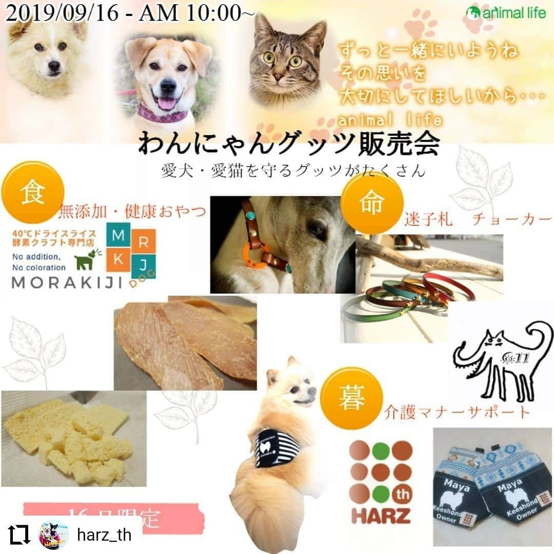 モラキジドッグのインスタグラム