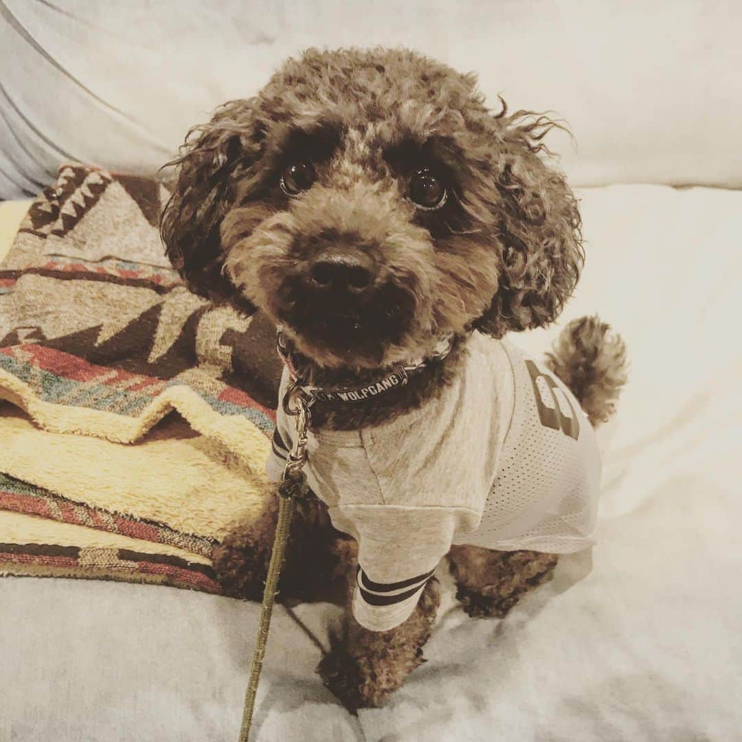 宇野剛史のインスタグラム：「☀️夏が終わっちまったなー🌀  #トイプードル #toypoodle #9月から夏本番」