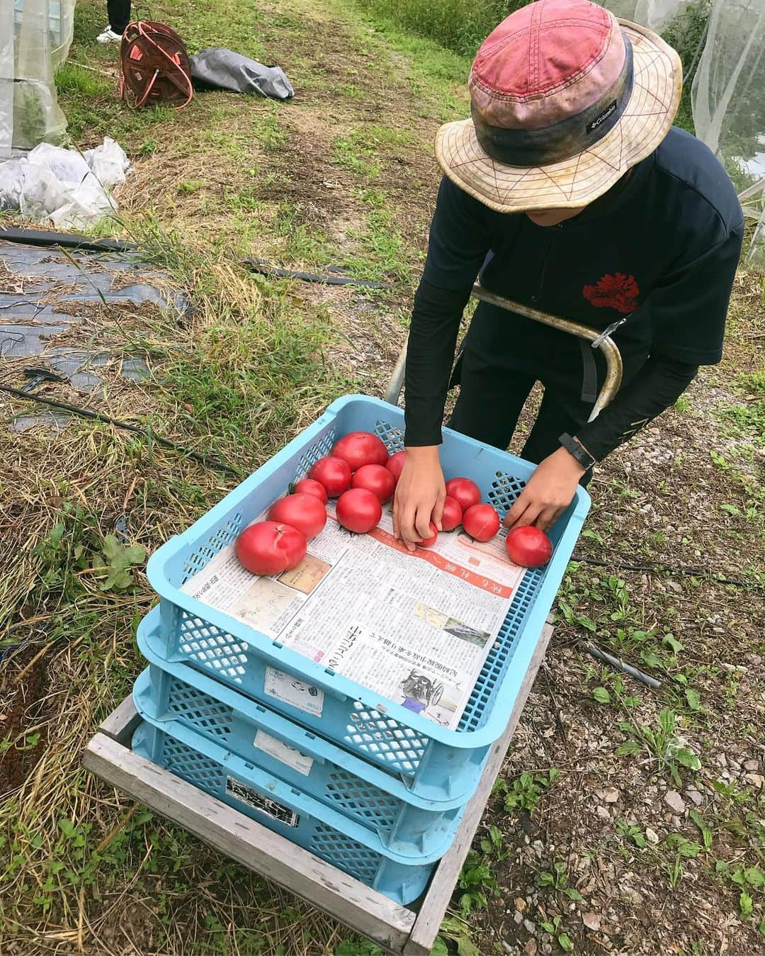 IZUMIさんのインスタグラム写真 - (IZUMIInstagram)「長野県平谷村に 初めて訪れましたが、 日本で3番目に人口が少ない小さな村🌳 しかし、観光では年間30万人が訪れる人気スポットなのです。 大自然の中、 みんなでBBQ🥩をしたり、 トマト農園🍅をやられている加藤さんに トマト狩りをやらせていただいたり。 野菜を作られている方の顔を知りながら 食べるトマトの味は、 もうそれは格別なものでした。 本当に甘くてぷりっぷり。 みずみずしくて、 こんなに手が止まらなくなる美味しいトマトを食べたのは初めてでした。 これは本当にみんなに食べてほしい。 このトマトを使ったミネストローネもいただいたので、 食べるのが本当にたのしみ！！🍅✨ つづく。。♡ #長野県#平谷村  #夏トマト#トマト農園」9月3日 12時30分 - izuuumixxx