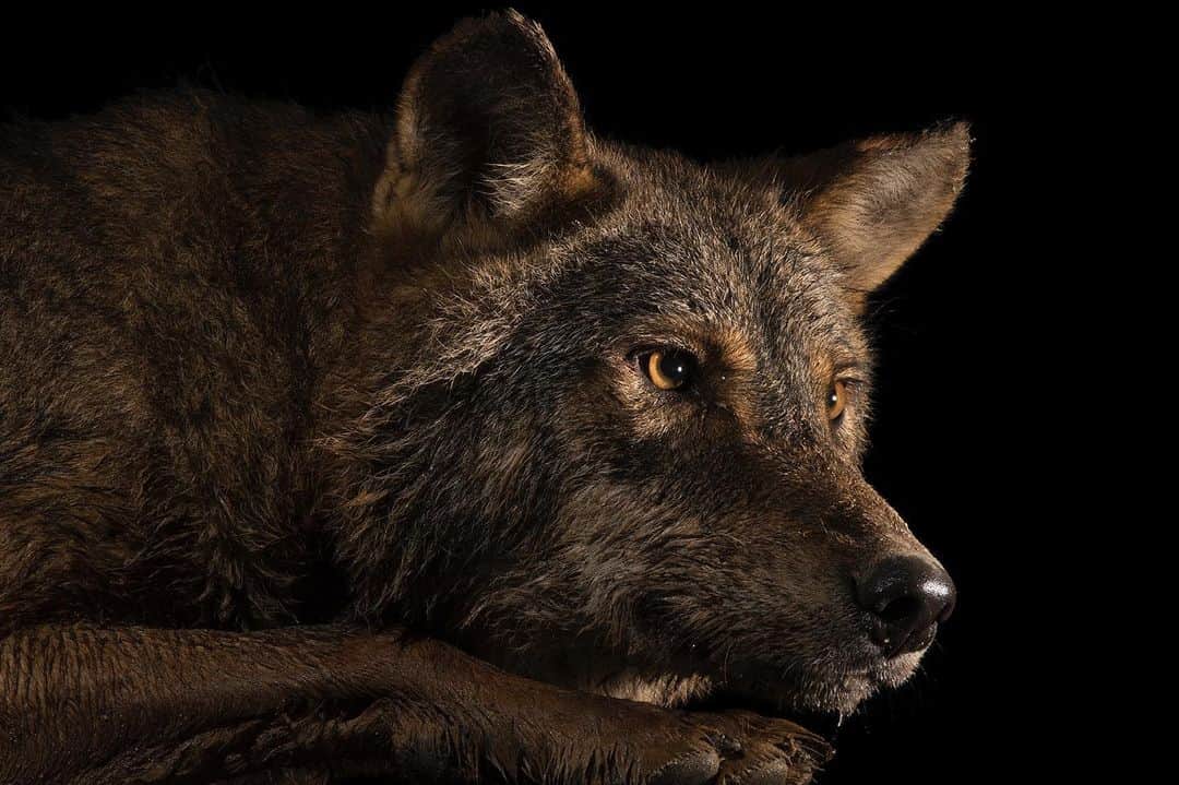 National Geographic Creativeさんのインスタグラム写真 - (National Geographic CreativeInstagram)「Photo by @joelsartore | A portrait of an Iberian wolf, also known as Spanish wolf, at the Lisbon Zoo in Portugal. #PhotoArk #WildlifeConservation #Wolf」9月3日 23時39分 - natgeointhefield