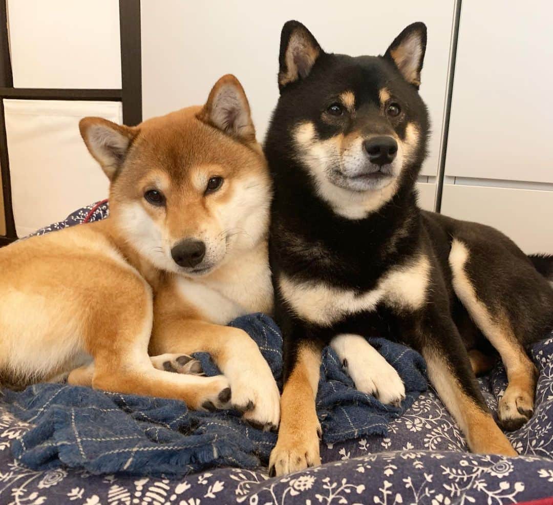 ?Fricko the Shiba Inu?のインスタグラム：「Keaton stole my bed 😫 🐾 🐾 🐾 #FrickoandKeaton #🐶 #☀️ #shiba #shibainu #dog #柴犬 #赤柴 #黒柴  #adorable #shibalovers #shibaholics  #dogoftheday  #weeklyfluff #aww #dogstagram  #dogscorner #puppiesofinstagram #shibapuppy」