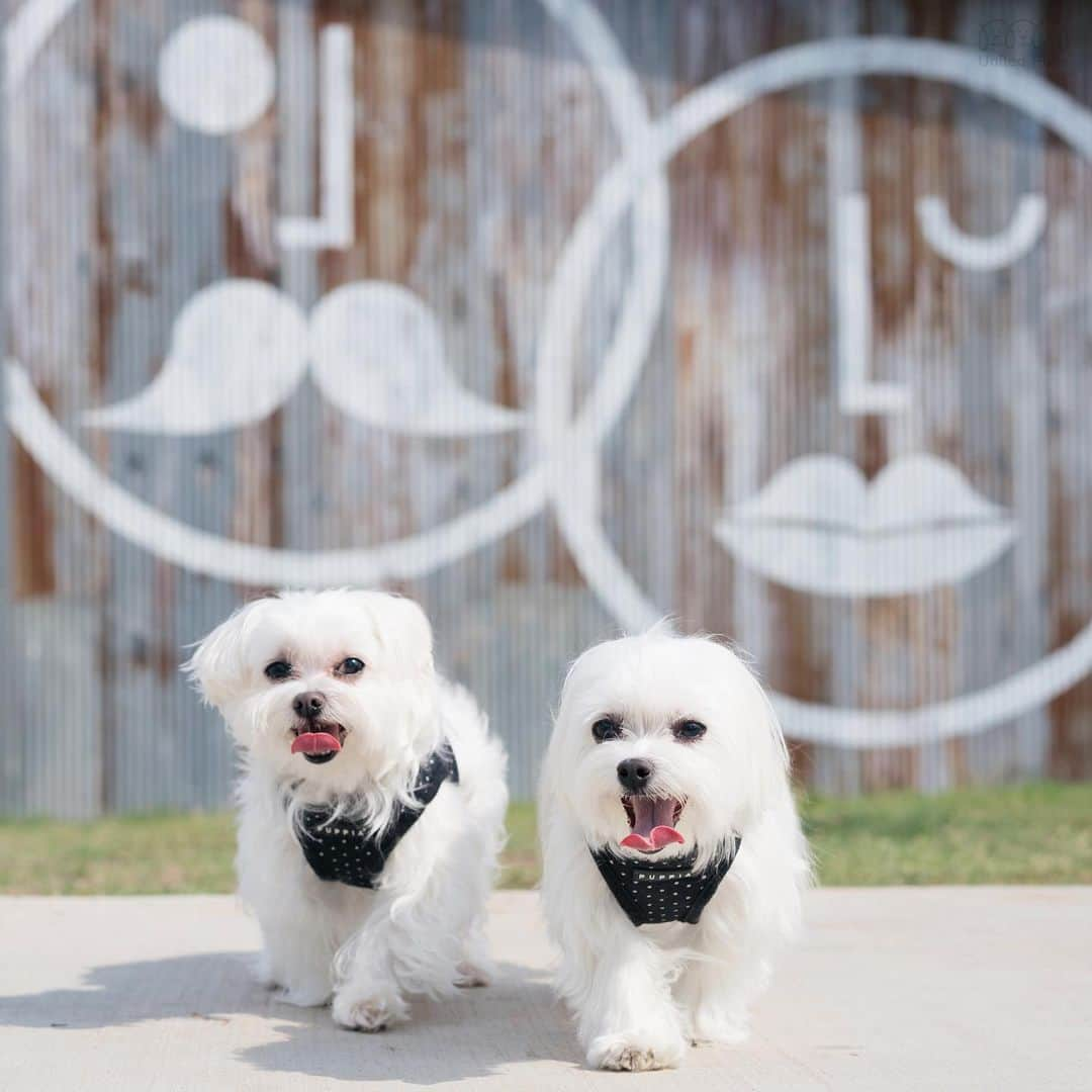 hi.arodさんのインスタグラム写真 - (hi.arodInstagram)「Sometimes people say “she’s so cute” to me.  I hope this wall art helps them identify me 😂 ・・・・ #ilooklikeagirl#ilookyoung#cypresswaters#maltese#maltês#hiarod #arod#dallastx #dallasdogs#texasdog#malteseofficial#instapet #malteseofinstagram#ilovemydog #dailydog #igdogs#maltese_101#maltese_thecute#malteselovers#malteseworld_feature#boyandgirl#twodogs#twodogsarebetterthanone#fluffywhitedog#fluffywhitedogs#restroomsigns#toiletsigns#wcsigns#gendersigns#wayfinding」9月3日 23時20分 - hi.arod