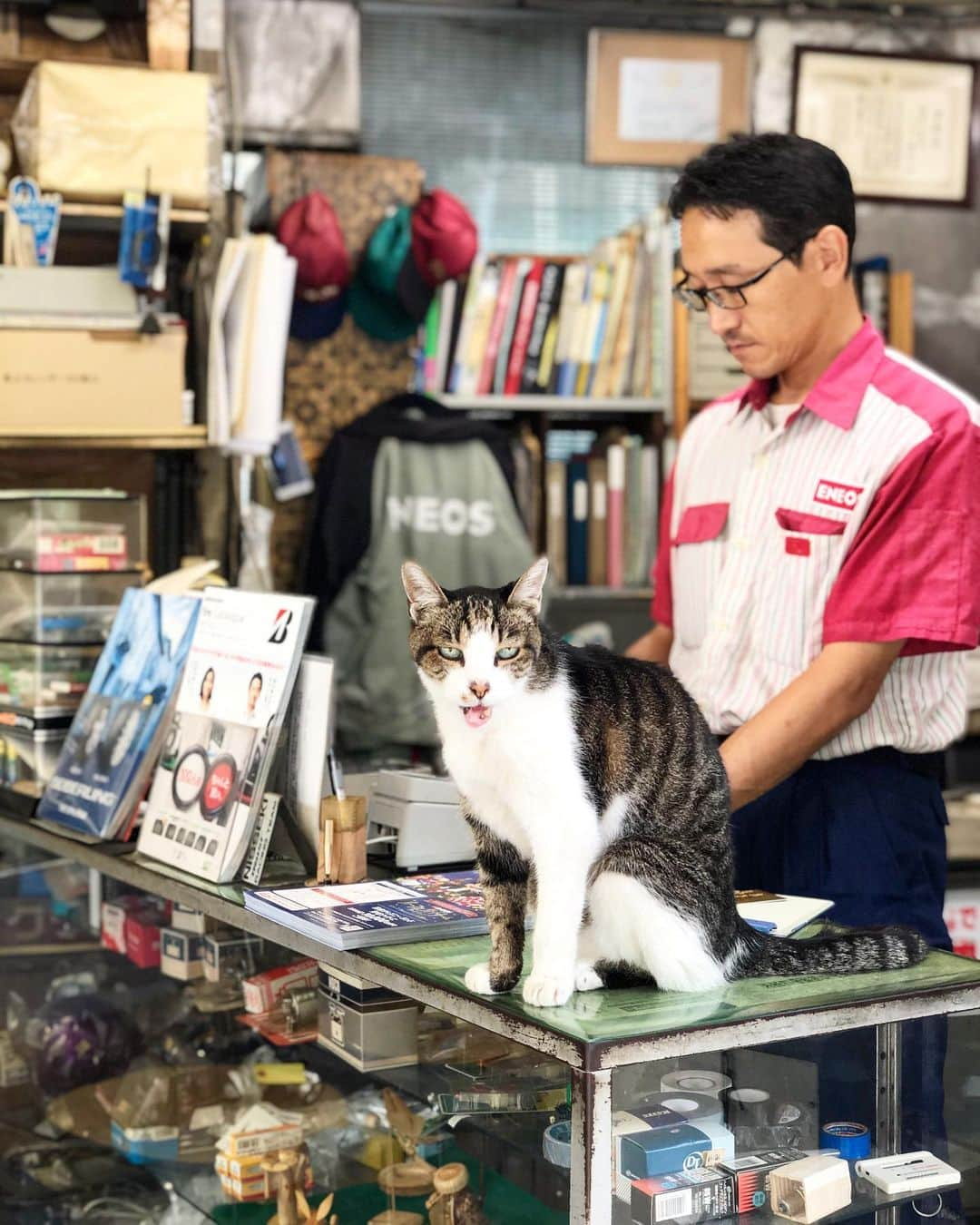 岡峰光舟さんのインスタグラム写真 - (岡峰光舟Instagram)「ツーリングキャンプの思い出① 山道にあるガソリンスタンドの猫ちゃんが自然過ぎた。」9月3日 15時13分 - kohshuokamine