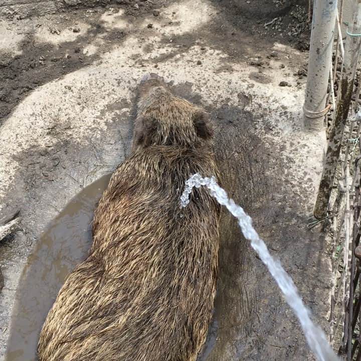 内澤旬子のインスタグラム