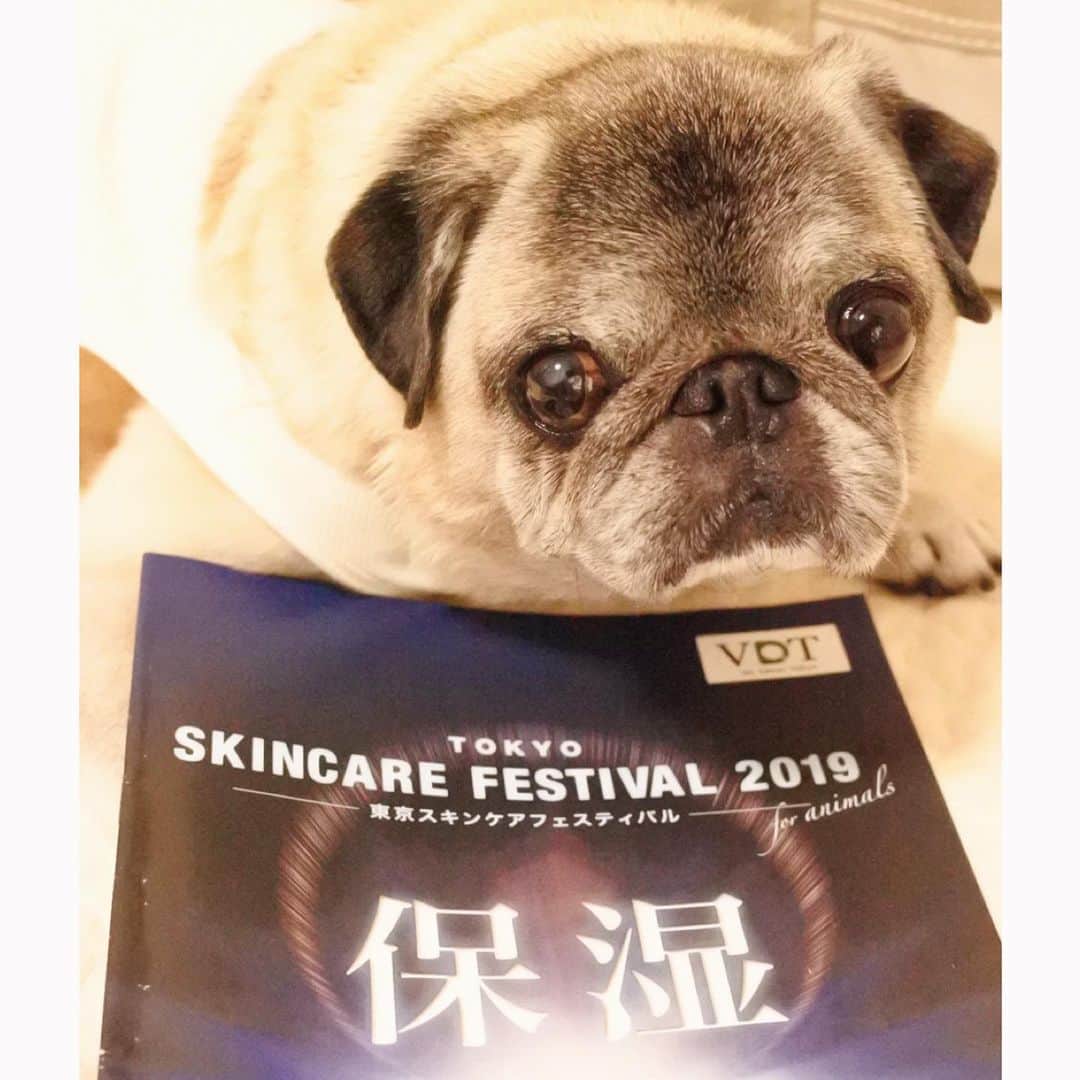 八兵衛のインスタグラム：「TOKYO SKINCARE FESTIVAL 2019 * * 8月29日に行われたセミナーに 参加させていただきました。 テーマは保湿。  獣医師、トリマーさん向けのセミナーでしたので、私は聞いてメモするので精一杯でした😂 それでも日頃の疑問やモヤモヤが解消され、納得がいく興味深い話も様々あり、充実した内容であっという間に17時になりました。 * * 膿皮症、マラセチアと向き合うことが多い八兵衛ですが、 やはり保湿が大切ということを再認識。(肌の状態に合わせて適切な洗浄方法、保湿剤のチョイスが必要) 協賛企業さんのブースでも 詳しいお話を聞くことができ、 自宅にあるアイテムの正しい使用方法なども改めて教えて頂き、 八兵衛の今後のケアにたくさんヒントをもらうことができました。 またぜひ参加したいなと思いました🙌 * * 有休取れてよかった。 法改正バンザイ😂 * * #東京スキンケアフェスティバル  #保湿 #ほぼ黒パグ #おじいちゃん犬 #パグ #pug #puggy #puglife #puglove #petstagram #pugstagram #pugsofinstagram #pugs #dog #ふわもこ部  @igersjp #IGersJP #east_dog_japan #pecoイヌ部 #八兵衛 #はちべえ #朝ワンコ夕ニャンコ」