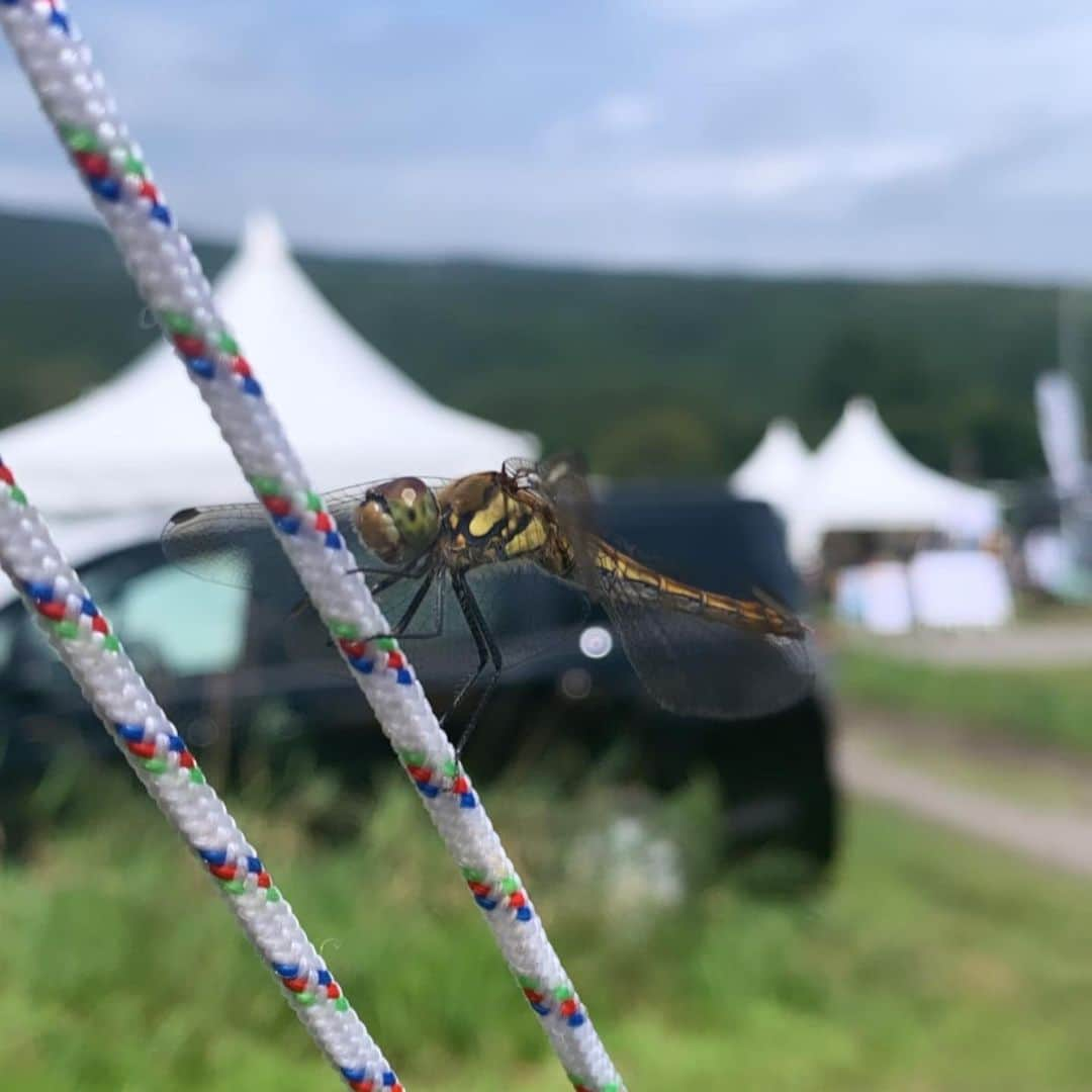 坂本美雨さんのインスタグラム写真 - (坂本美雨Instagram)「#tinygardenfestival  @ur_tinygarden  青空の下で堀込さんの歌声を堪能…。 . セコム一家とのフェスはほんとに楽しい。 移動がハードになっちゃったのでなまこを連れてこれずざんねん。 新しいお友だちもできて、 また次回がたのしみ…☺️」9月3日 15時29分 - miu_sakamoto