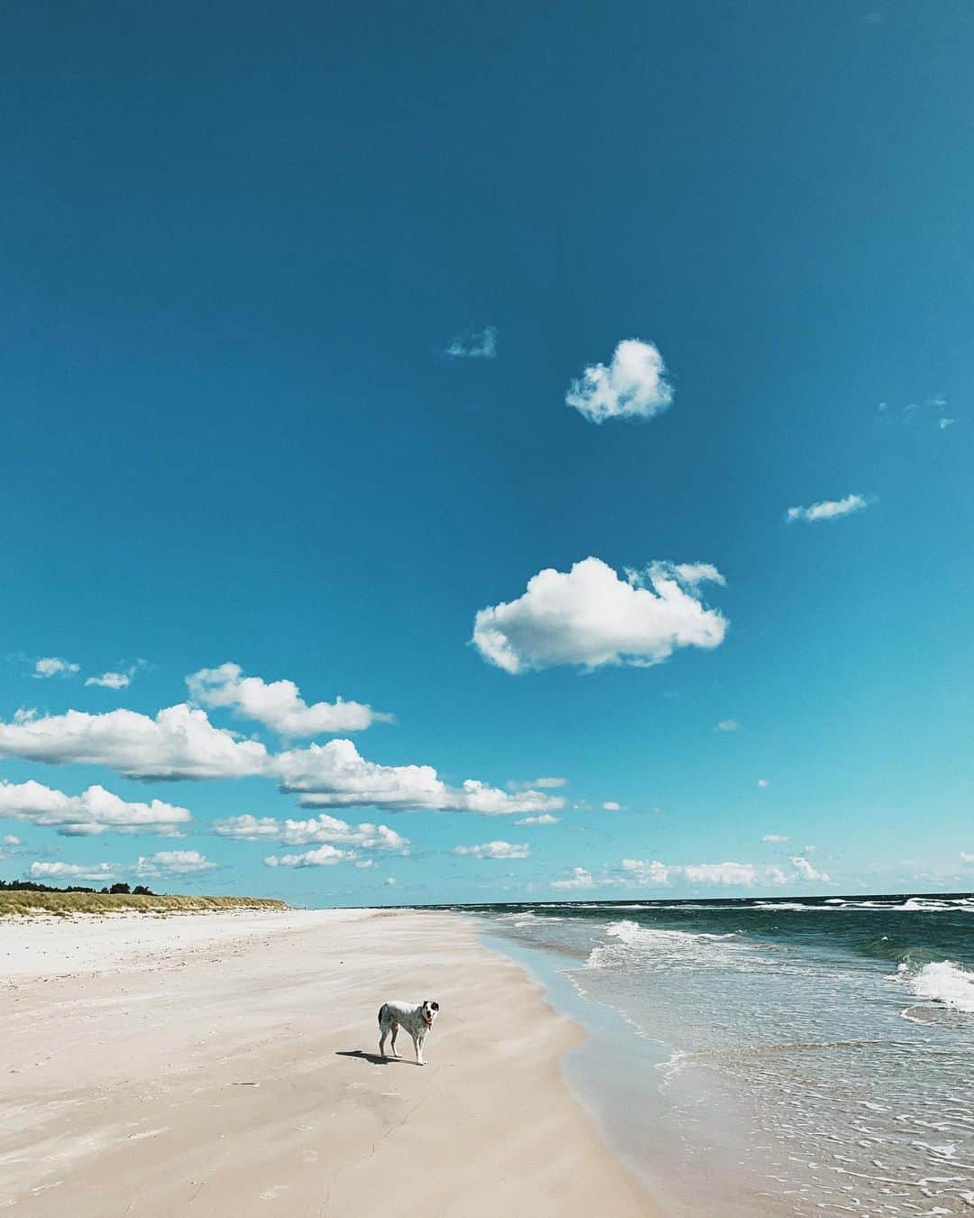 STIL IN BERLINのインスタグラム：「[Advertising] After yesterday’s morning walk in the forest, I took another walk along the white sandy beach of Sandhammaren, and another one through the Stenshuvud national park, and another one on the quiet beach of Simrishamn, and today I’m sitting in the camper waiting for the rain to pass. #makeitskåne #roadtripskåne #visitskane #visitsweden @visit_skane」