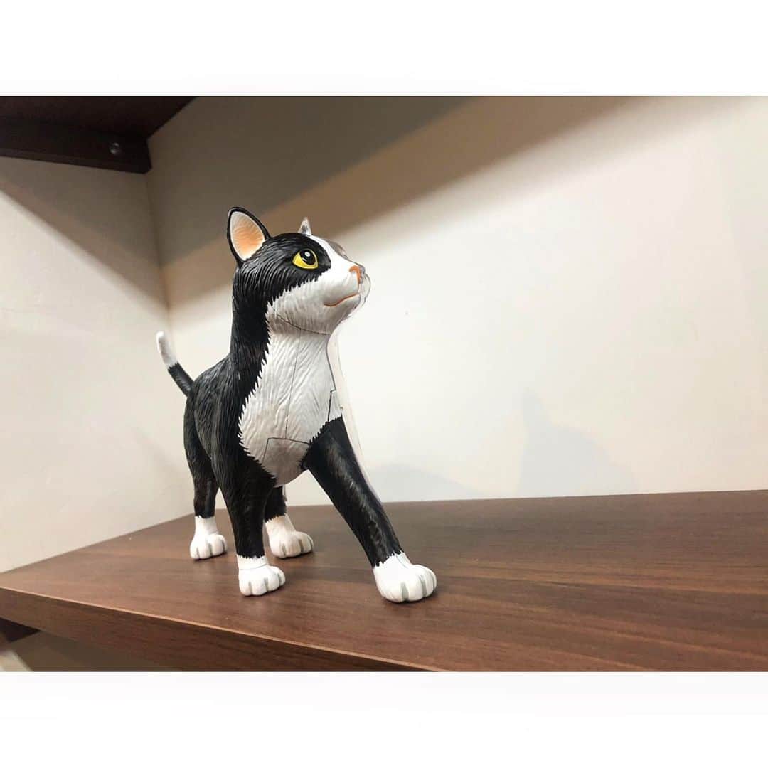 のインスタグラム：「🐈」