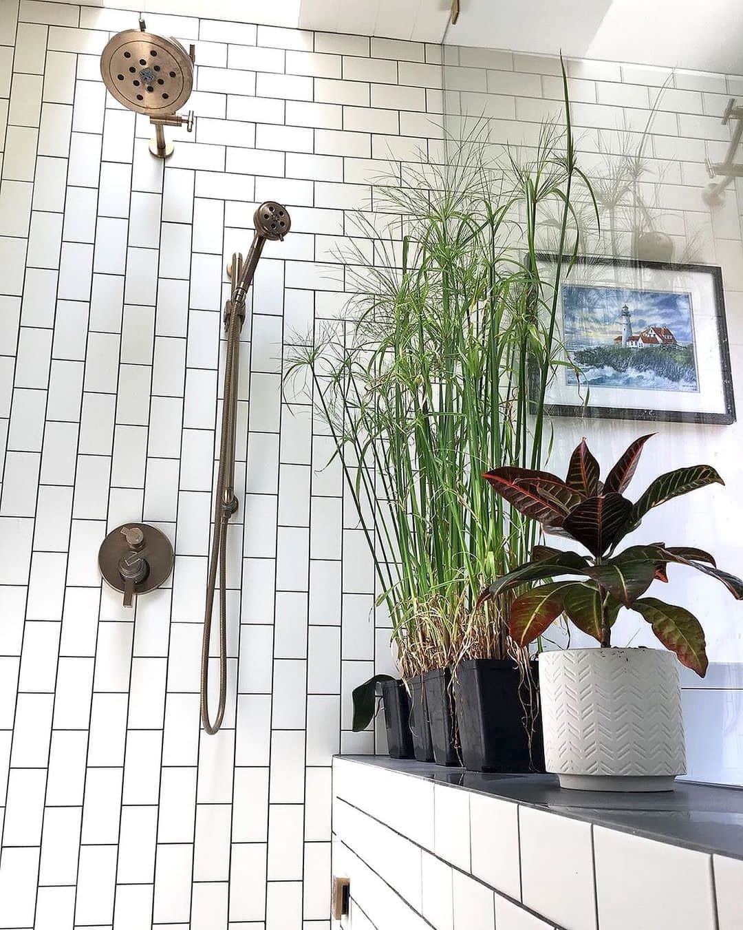 のインスタグラム：「#Botanicalbathroom ここは、アメリカ・カリフォルニアのシャワールーム🇺🇸 窓付きのシャワールームは、湿度も日差しもあって、植物たちにも心地よい場所。 もし、窓付きだったり、少し日差しの入るバスルームのお家に住んでいたらぜひ植物を置いてみてね🤗🌿 ⠀ ⠀ This is a shower room located in California, USA. 🇺🇸 A window is a comfortable place for plants with its humidity and sunlight. If your bathroom has a window with a little sunshine shining through, be sure to leave a plant.🤗🌿 ⠀ 📸 @mrsbarrilates ⠀ ⠀ #ボタニカルバスルーム #BOTANIST #ボタニスト #botanisttokyo #ボタニストトウキョウ ⠀⠀ 🗼@botanist_tokyo 🌍@botanist_global 🇨🇳@botanist_chinese 🇰🇷@botanist_korea」