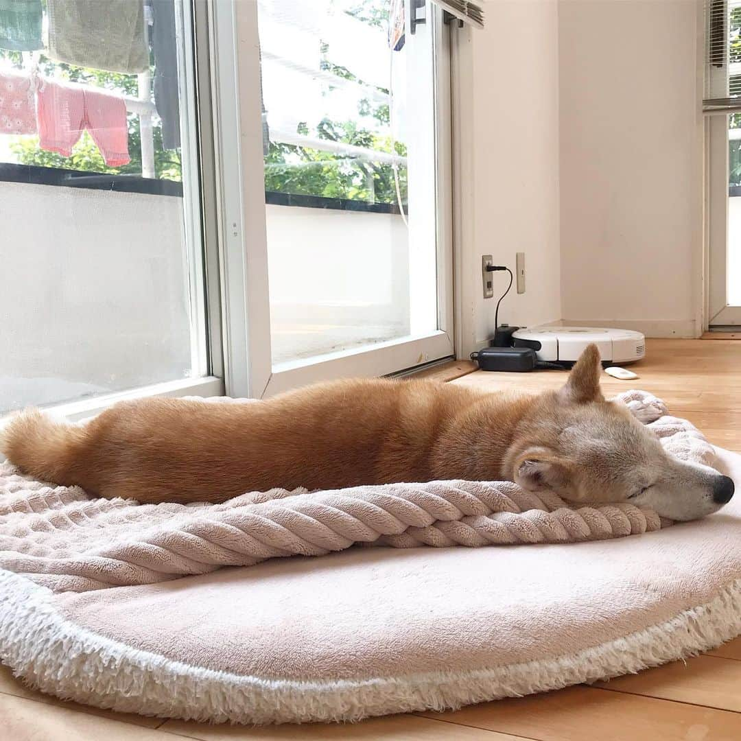 柴犬リリコさんのインスタグラム写真 - (柴犬リリコInstagram)「この夏はこんな感じで伸びて寝ていることが多いリリコさん😴頻繁に顎を地べたにつけるようになったのは、やはり加齢のせいかな？🤔 #けっこう長い」9月3日 17時06分 - ke_rock_