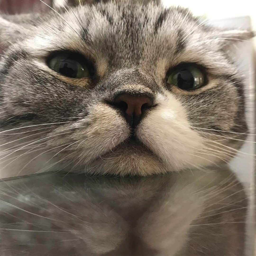 KATSUOのインスタグラム：「アゴ乗せ . #cat #catsofinstagram #catstagram#instacat #cutecat #katsuo」