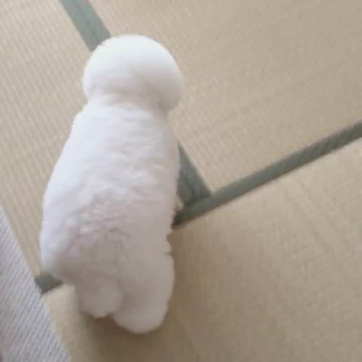 ゆうのインスタグラム：「. . はぁ。疲れた😫 . . . . #🐷🐷 . . .」