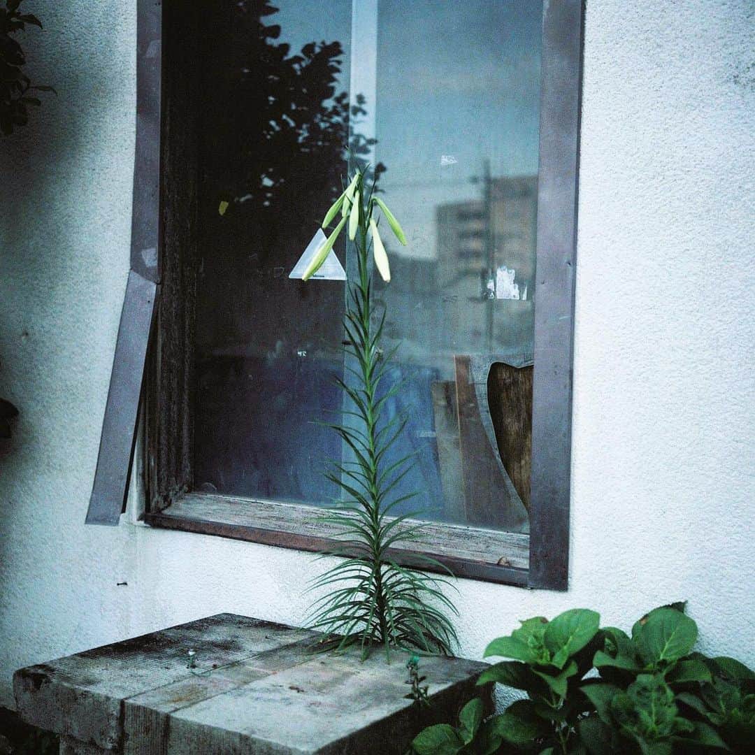 小宮山桂のインスタグラム：「#rolleiflex35f#PRO400H#lightroom」
