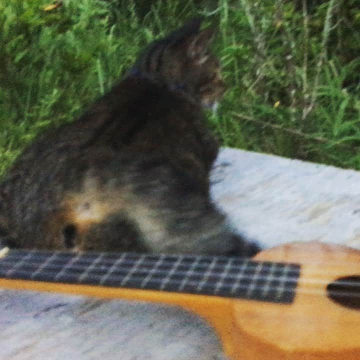 野本かりあのインスタグラム：「ウクレレ奏でる猫🐈 #catsofinstagram #にゃんすたぐらむ」
