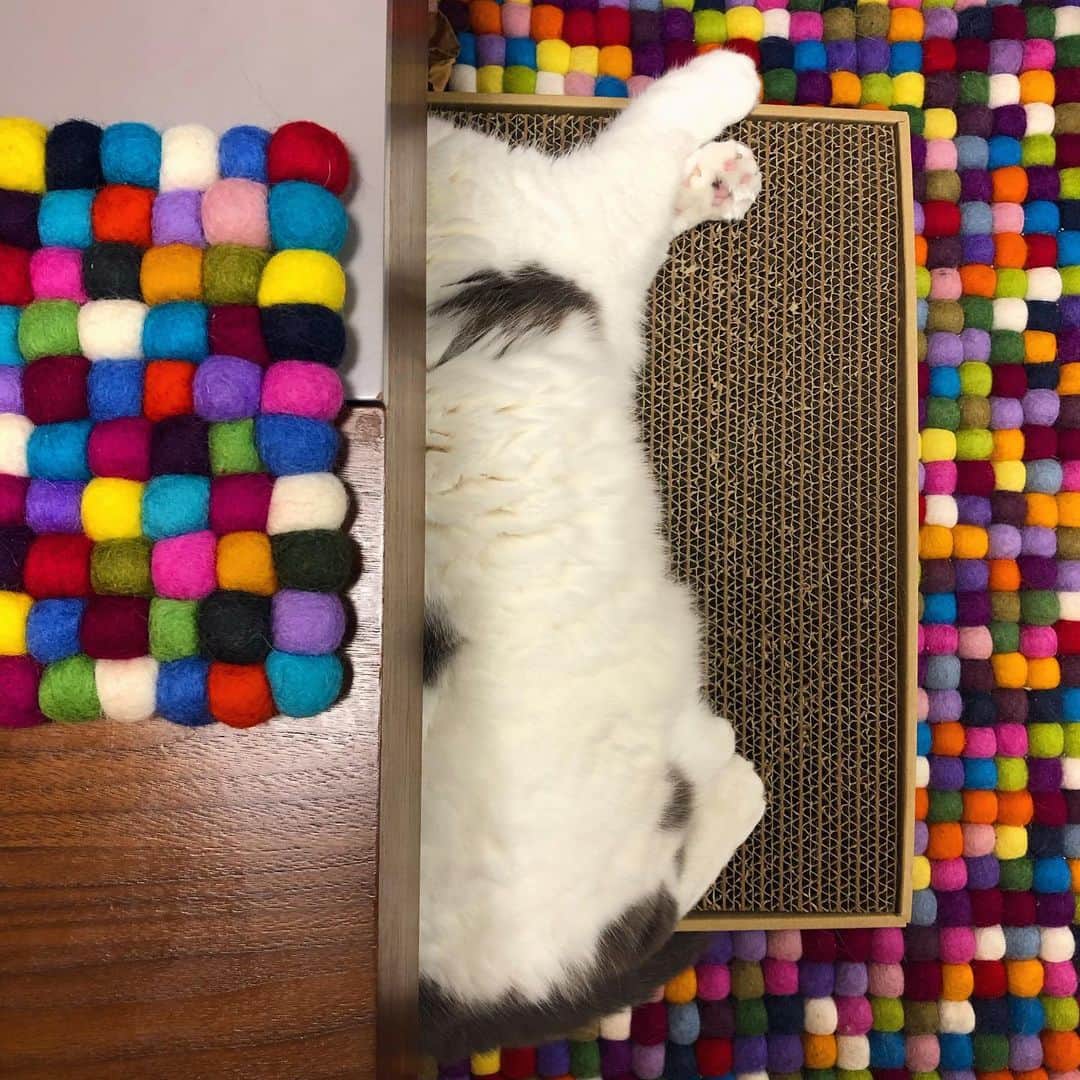 サイモンとマルティナのインスタグラム：「Cleverly concealed #scottishfold floof loaf in his rainbow pompom world. Ps-> we found these pompom coasters that just happen to perfectly match our rug @flyingtigerjp by total fluke😙」