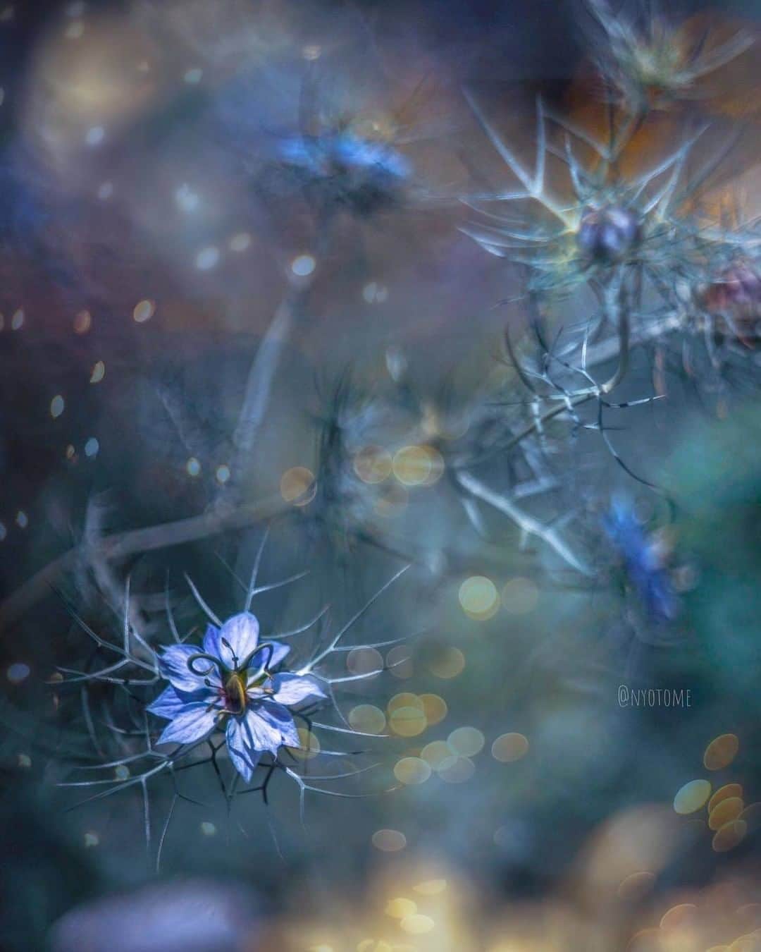 花の写真館のインスタグラム：「Photo by @nyotome.⠀ https://instagram.com/nyotome/⠀ .⠀ Original Post[投稿頂いたURL]⠀ https://www.instagram.com/p/ByXtuO3AYxC/⠀ .⠀ 本アカウントは、 #私の花の写真 をつけてInstagramに投稿された皆さまの花の写真や、「花の写真館」Facebookページで投稿された花の写真を紹介します。⠀ 「花の写真館」Facebookページは、「 @floral.photograph 」のプロフィールにあるURLからご覧ください。⠀ .⠀ #花の写真館 #floralphotograph #floralphoto #flower #flowers #富士フイルム #FUJIFILM⠀ Follow: @floral.photograph」