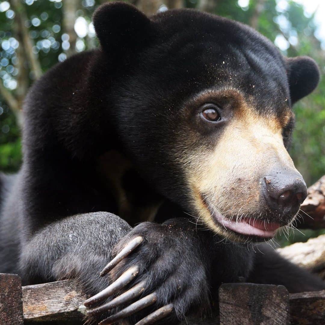 OFI Australiaさんのインスタグラム写真 - (OFI AustraliaInstagram)「We want to thank you from the bottom of our hearts! Our Operation Sun Bear Borneo crowdfunding appeal has just finished and we are thrilled to let you know that we reached our goal and raised over $20,000 towards the urgent surgery and aftercare needed for little sun bear Hitam. Because of your kindness and generosity, in 2 weeks time (on 17th September), an extraordinary vet team will operate on Hitam at the Orangutan Foundation International (OFI) Care Centre in Central Kalimantan, Borneo. After a lifetime of pain and suffering the operation can't come soon enough for this sweet little sun bear. We can't wait to see her pain free! On top of that, because of your help, the team will also operate on Ester, a 30-year old orangutan, while they are at our Care Centre. Ester was rescued by OFI from the wild some months ago. She has a very serious and painful fracture in her arm and a severely dislocated shoulder, so is unable to use her arm at all, let alone climb a tree. You have made these desperately needed surgeries possible. We are so grateful for your support. With big bear hugs from Hitam and loads of orangutan love from Ester. ____________________________________ 🐒 OFIA Founder: Kobe Steele 💌 kobe@ofiaustralia.com | OFIA Patron and Ambassador: @drbirute @orangutanfoundationintl www.orangutanfoundation.org.au 🐒  #orangutan #orphan #rescue #rehabilitate #release #BornToBeWild #Borneo #Indonesia #CampLeakey #orangutans #savetheorangutans #sayNOtopalmoil #palmoil #deforestation #destruction #rainforest #instagood #photooftheday #environment #nature #instanature #endangeredspecies #criticallyendangered #wildlife #orangutanfoundationintl #ofi #drbirute #ofi_australia #ofia #FosterAnOrangutanToday」9月3日 19時30分 - ofi_australia