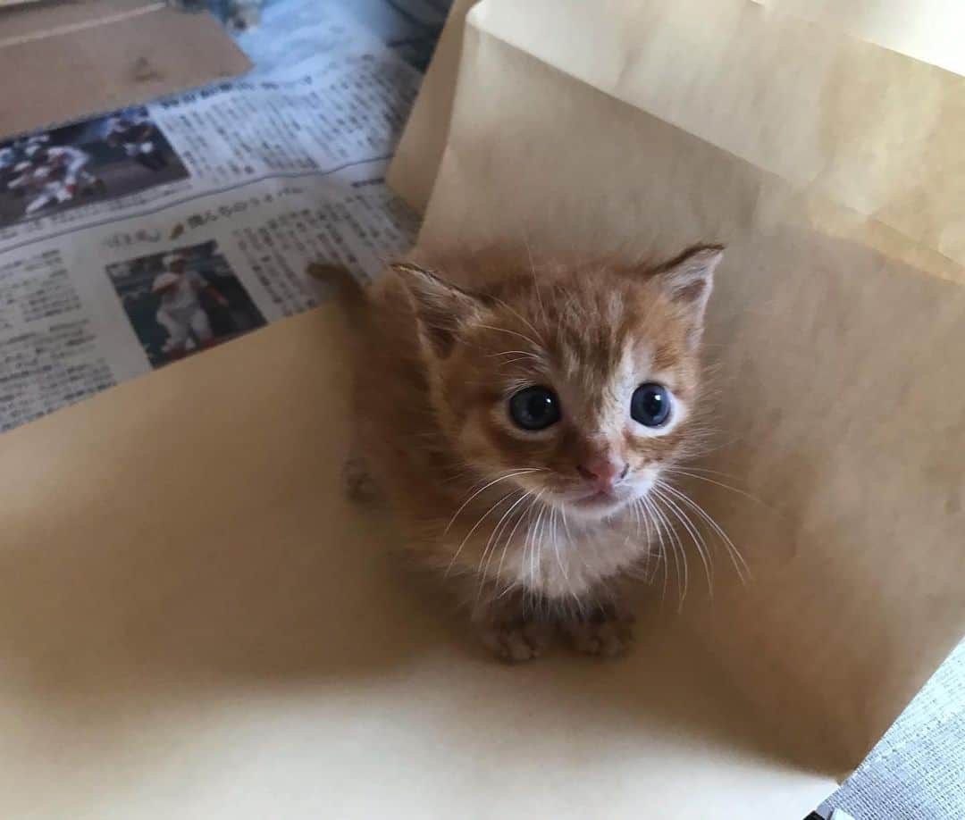 猫カフェきぶん屋さんのインスタグラム写真 - (猫カフェきぶん屋Instagram)「ペットフードの良さを伝えたいのではなく、猫活動を頑張ってるアピールをしたいわけでもなく、とにかく社会の構造を根っこから変えたい！！ . . 乳飲み子3匹の細菌培養検査で、コクシジウムとは別に抗生物質が効きにくい菌がいると言われ、いつでも病院に連れて行けるように9月前半は13〜15時以外予定入れれないし、ペットフードの発送と店の子の世話と乳飲み子の病院通いで最近の1日が終わります。 ほぼ六畳の在庫部屋に引きこもって、変えたいから悔しくて吠えてます。 . . やり方も、世の中の意識も、変えていかなければ。 誰もが真似できて活動がやりやすくなるやり方を考えねば。 絶対今の状況から脱出する！ 今日は34キロ分の発送させていただきました！ サンプル注文からフード購入してくださる方が増えてきました！ やるしかない、腹括って目標追いかけます！ . ペットフードサンプルぜひお試しください🐶😺 https://kenkoshukan.stores.jp/」9月3日 19時33分 - nekocafekibunya