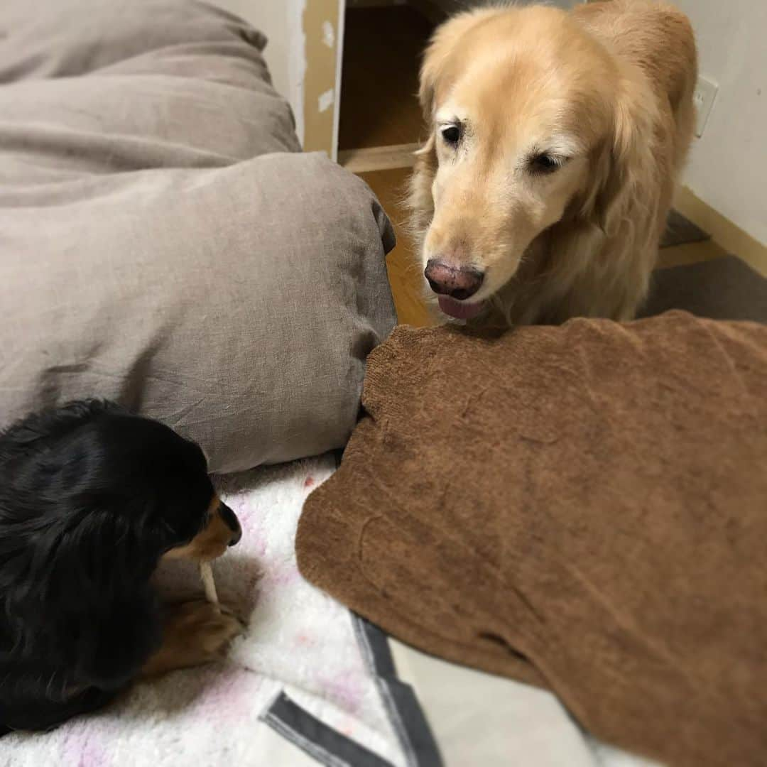 ともさんのインスタグラム写真 - (ともInstagram)「寝る時に寝室で貰える歯磨きガム🐶🐶🐶 * くーちんのは、みんなより細いのに、みんなより食べるのが遅いから、みんな気になって😂気になって😂早く食べてー😂ちなみに、ルッちんも私の横で凝視👀 * #ダックス #くーちん12歳 #ゴールデンレトリバー #こーる君11歳 #dachshund  #goldenretriever」9月3日 19時58分 - tomowithdog