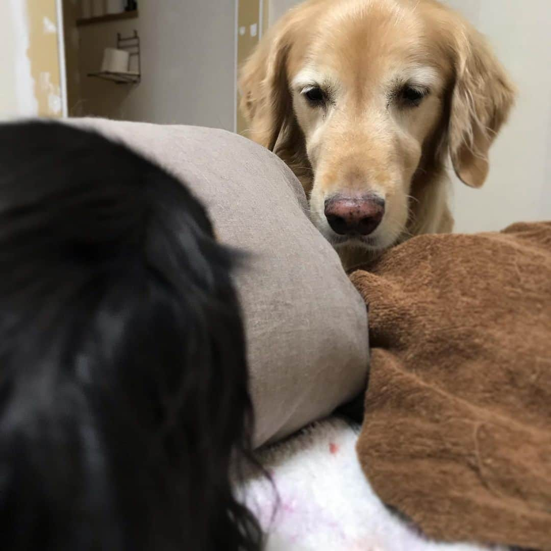 ともさんのインスタグラム写真 - (ともInstagram)「寝る時に寝室で貰える歯磨きガム🐶🐶🐶 * くーちんのは、みんなより細いのに、みんなより食べるのが遅いから、みんな気になって😂気になって😂早く食べてー😂ちなみに、ルッちんも私の横で凝視👀 * #ダックス #くーちん12歳 #ゴールデンレトリバー #こーる君11歳 #dachshund  #goldenretriever」9月3日 19時58分 - tomowithdog