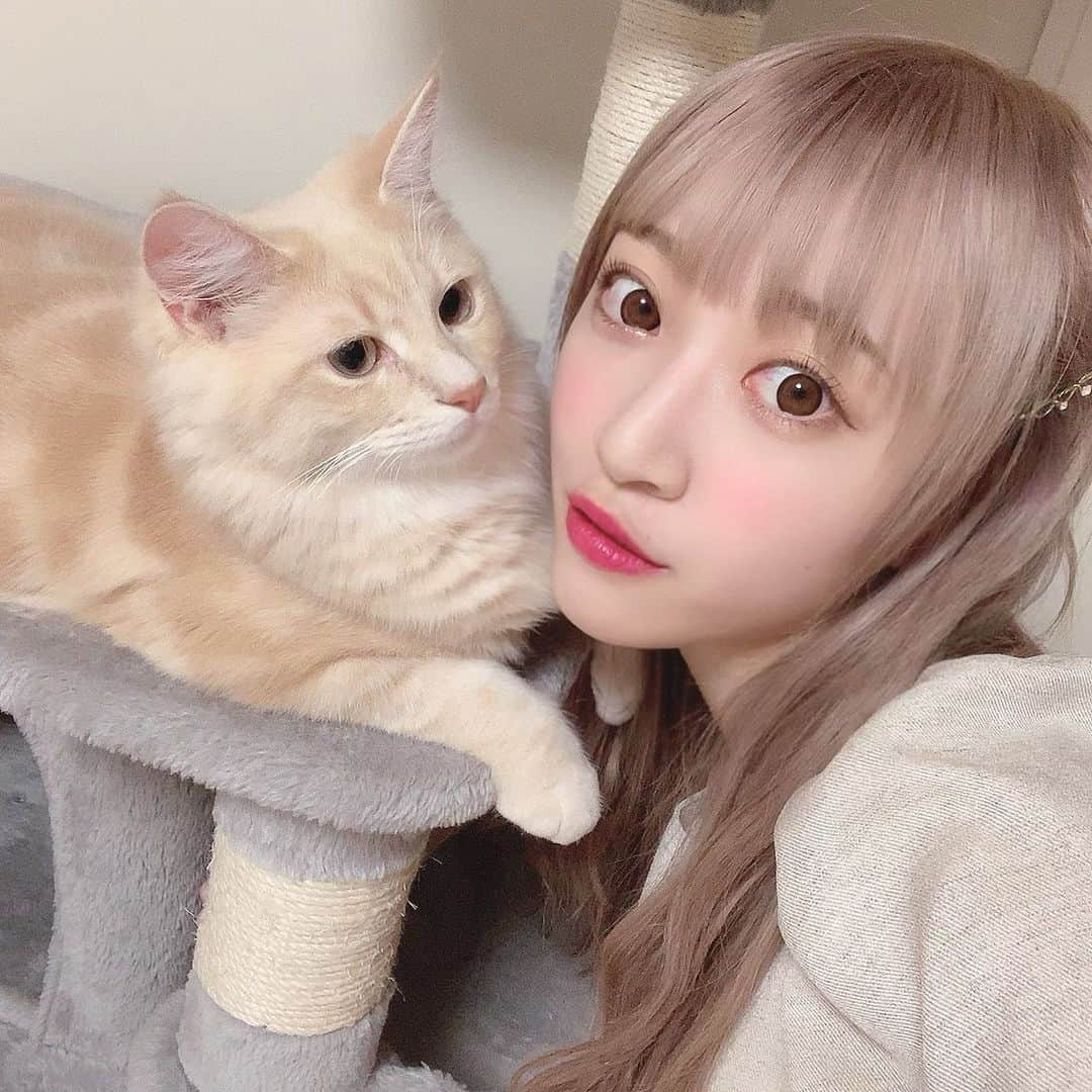 さぁやさんのインスタグラム写真 - (さぁやInstagram)「あるるるぅーーー❤️❤️❤️ #なかよし #ねこ #サイベリアン #猫」9月3日 20時00分 - saaya831