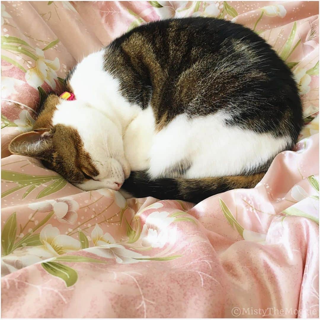Misty The Moggieのインスタグラム：「Misty was a bit cold this morning! Is summer over??」